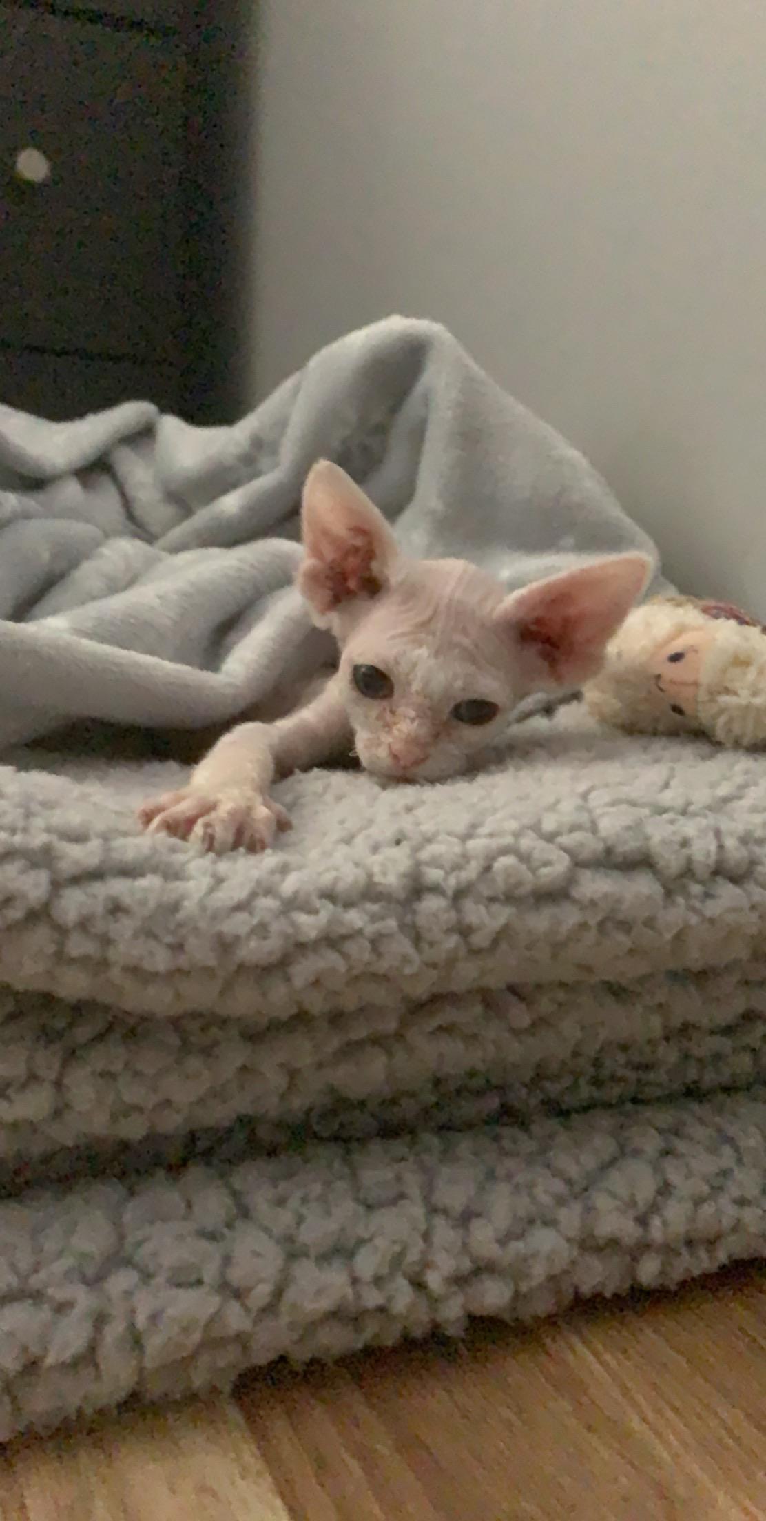 Our new 8 week old Sphynx kitten! He’s so loving, cuddly and vocal! r