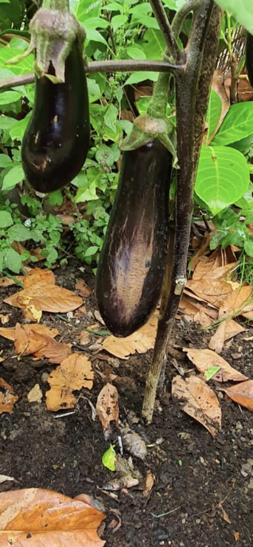 Is my aubergine ill/under attack? Any suggestion? Thanks 🙏 r/gardening