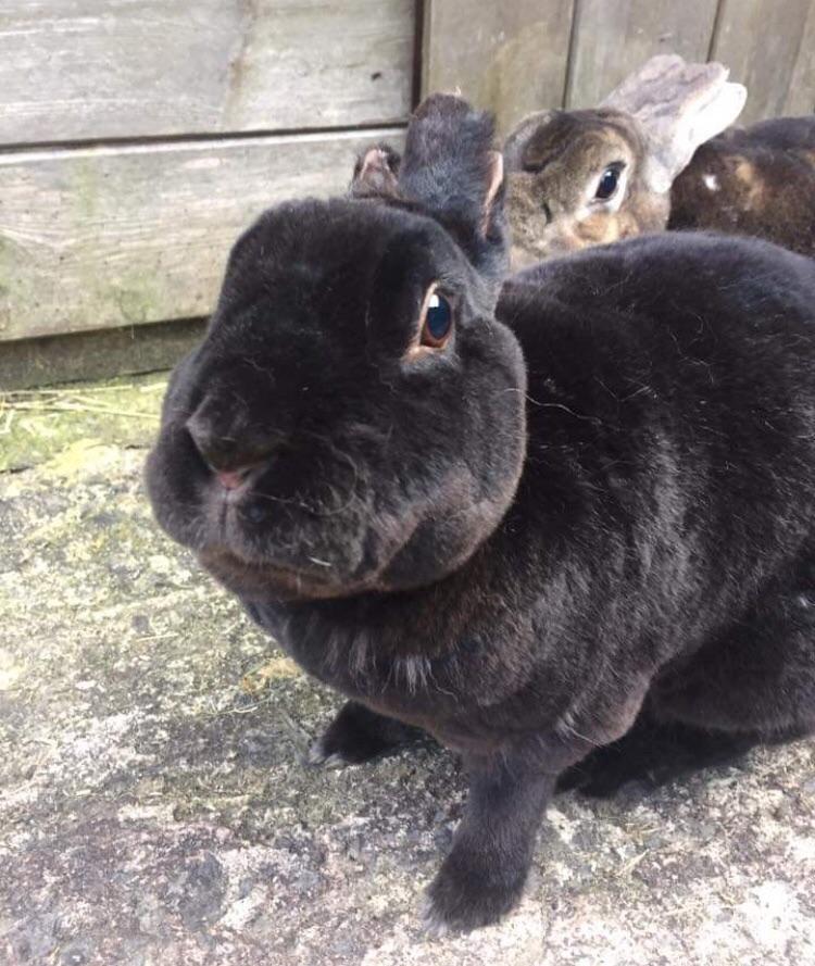 Any other earless rabbits out there? My other 3 buns all have their