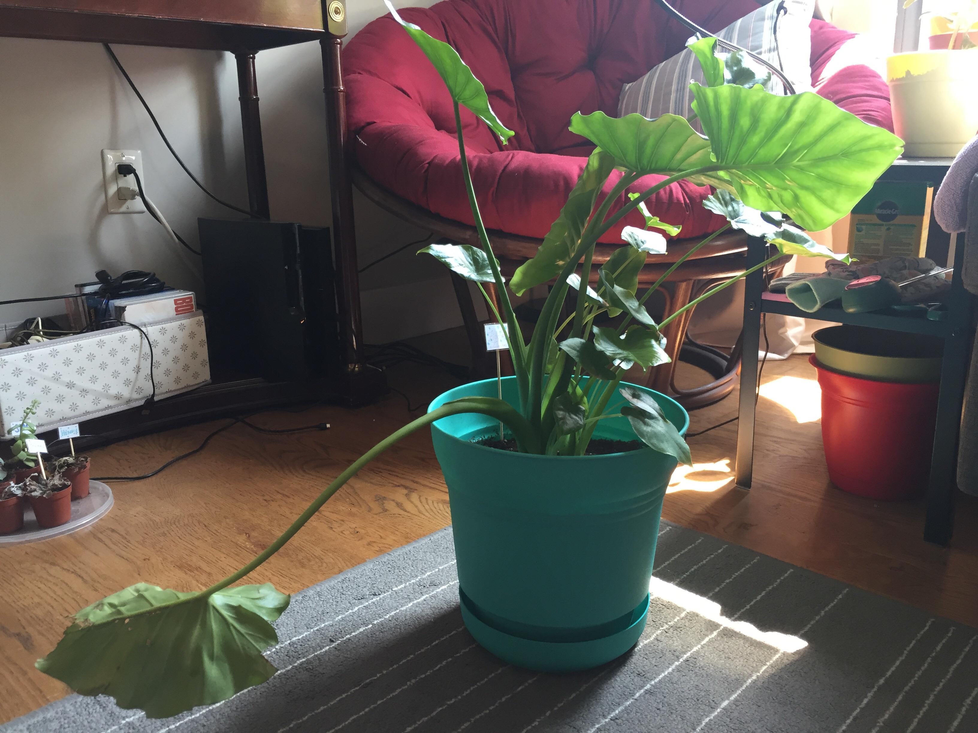 Should I cut the drooping leaf off my elephant ear? It’s still healthy but the stem is starting