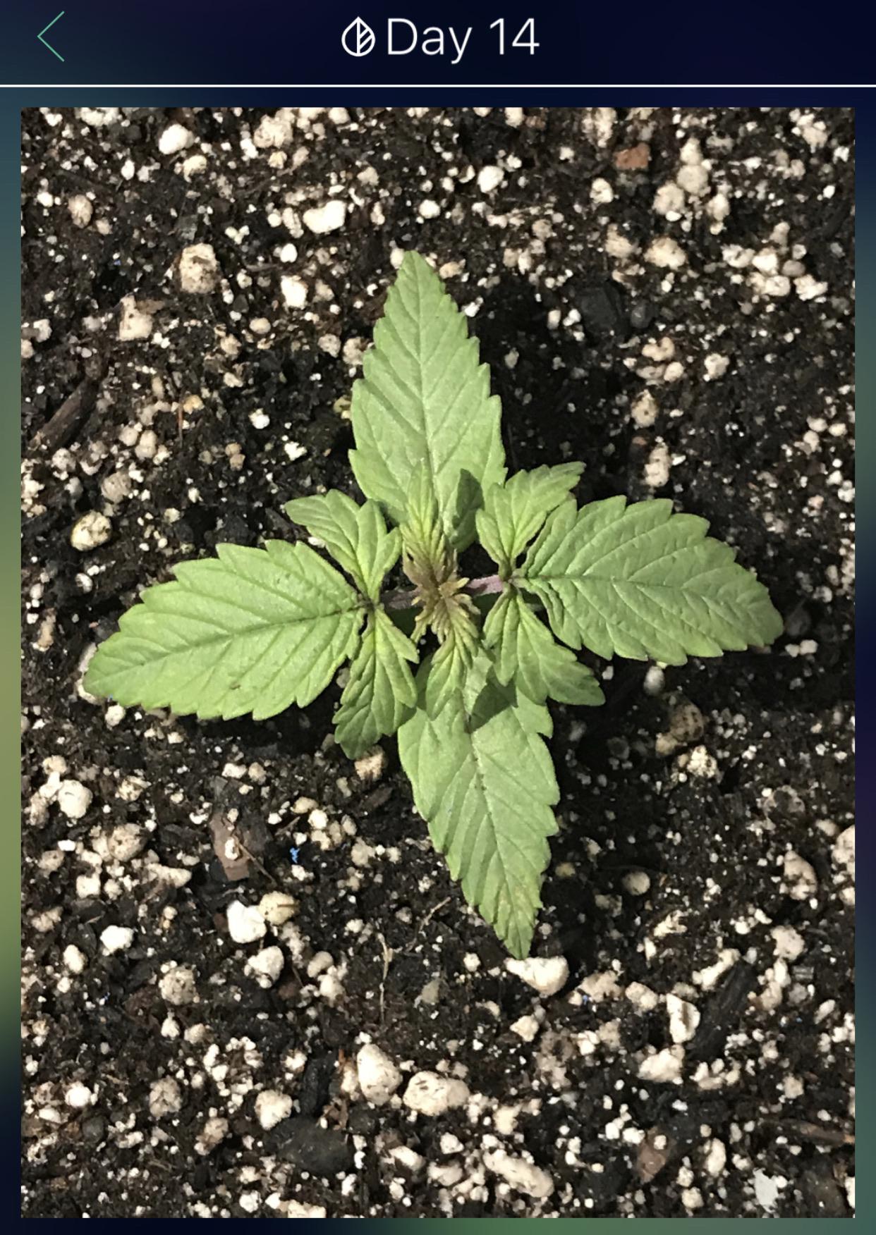 First Grow Northern Lights Auto day 14 r/microgrowery