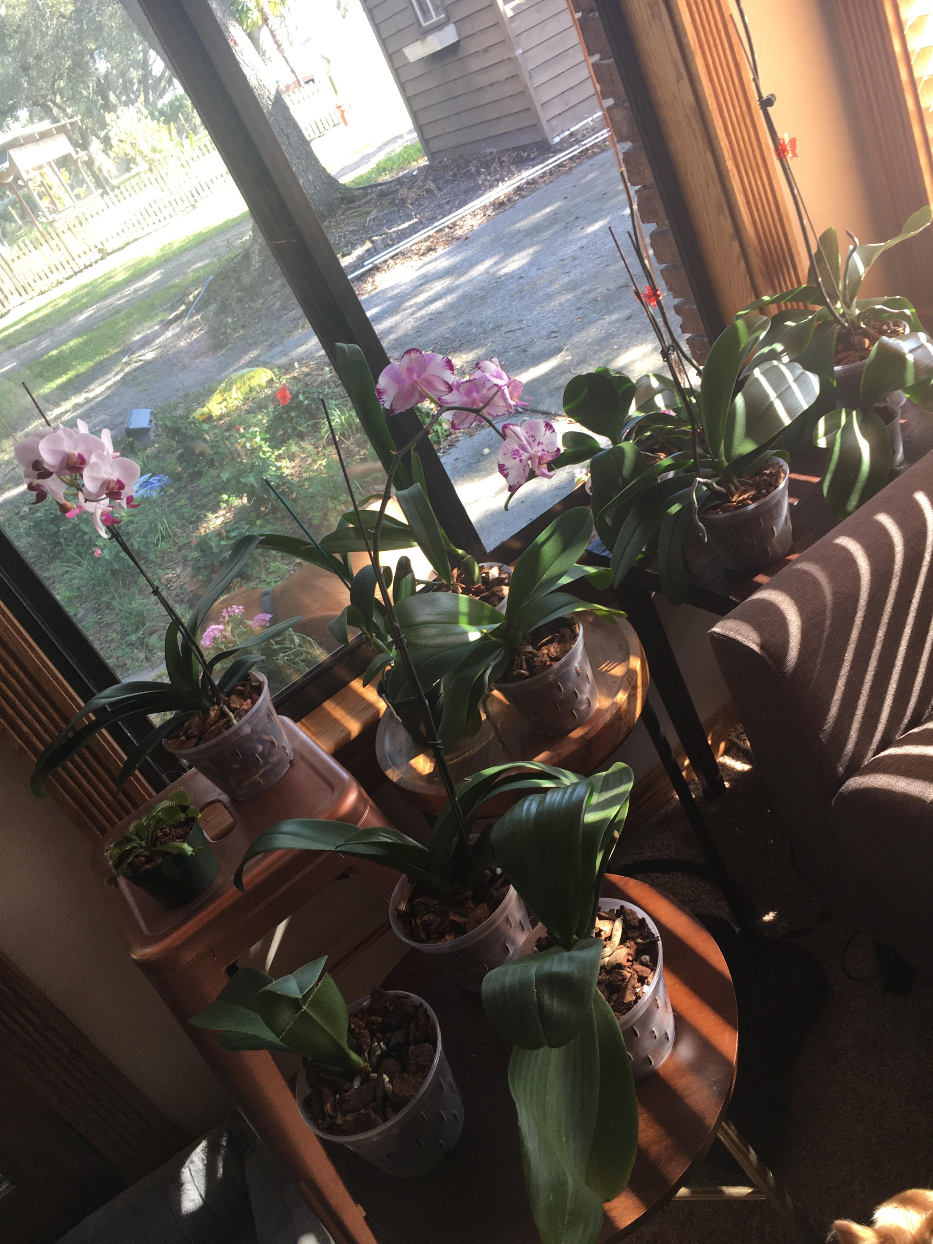 When the orchids begin to take over your living room r/orchids