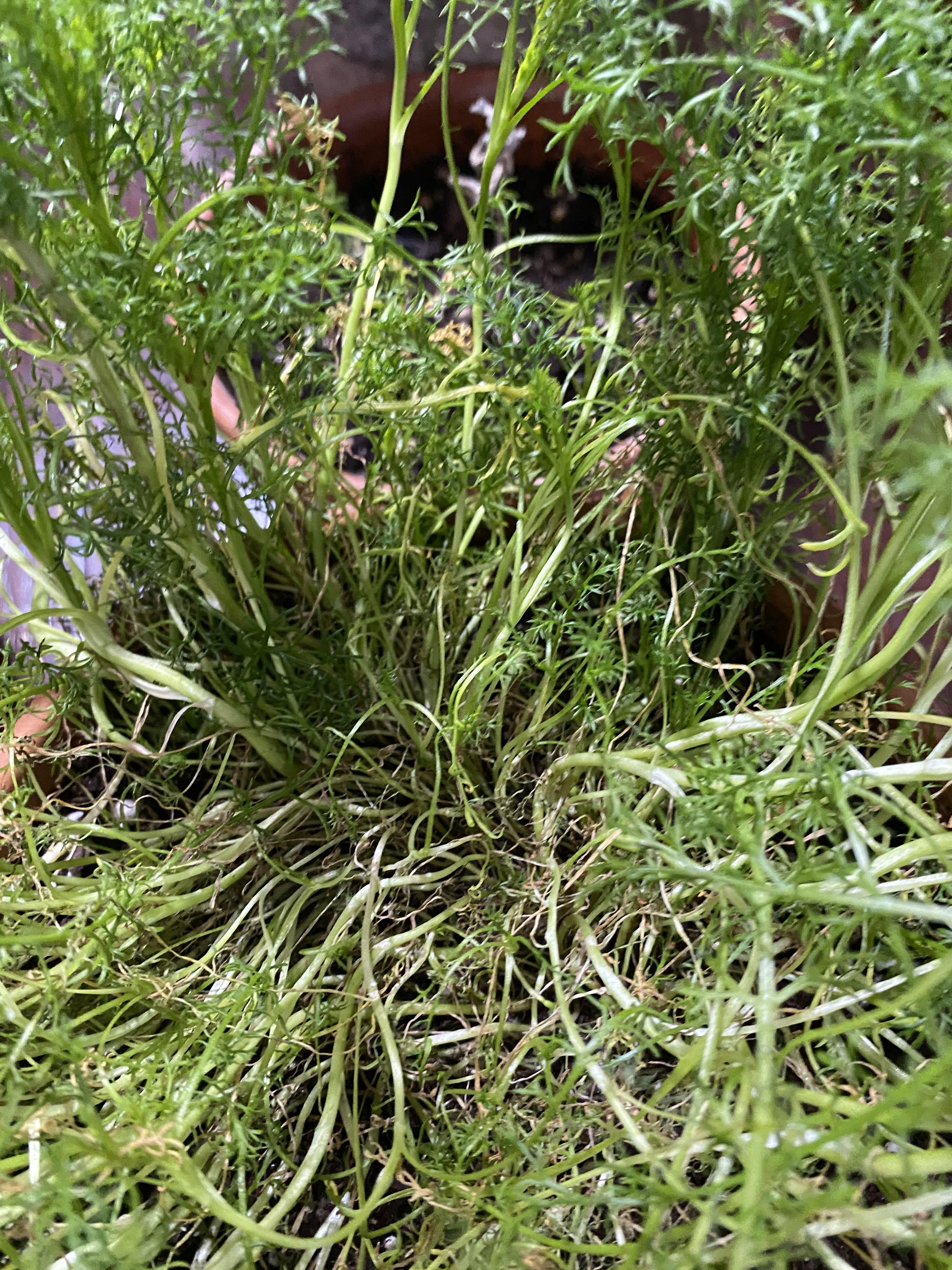 My Chamomile is dying and I’m clueless what to do. Any suggestions? r