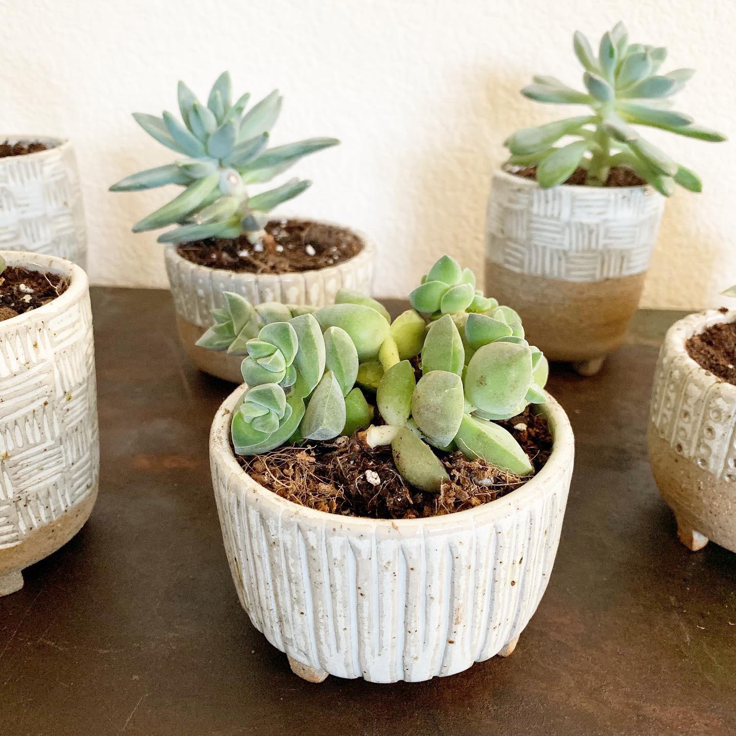 I made these cute planters! r/plantsandpots