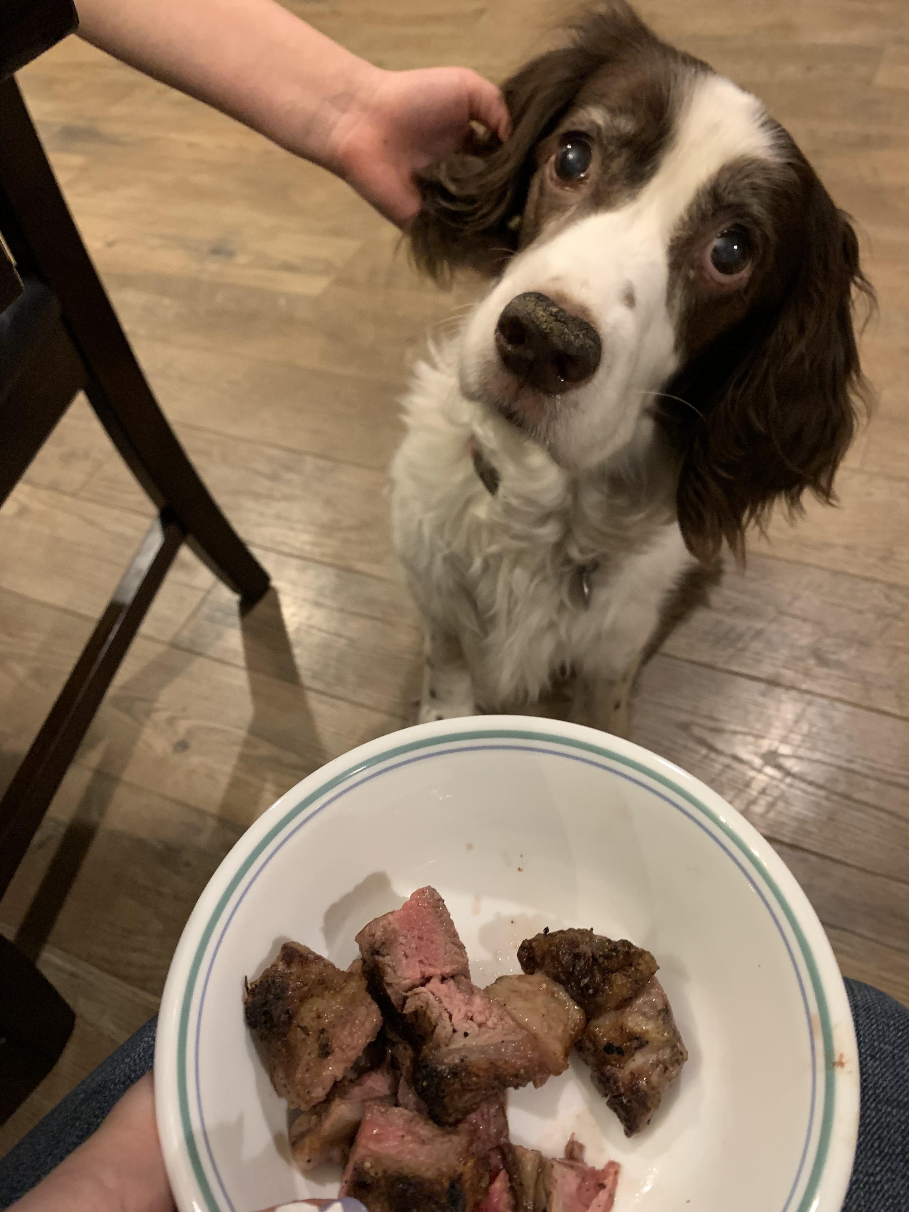 How to boil liver for dogs Todocat