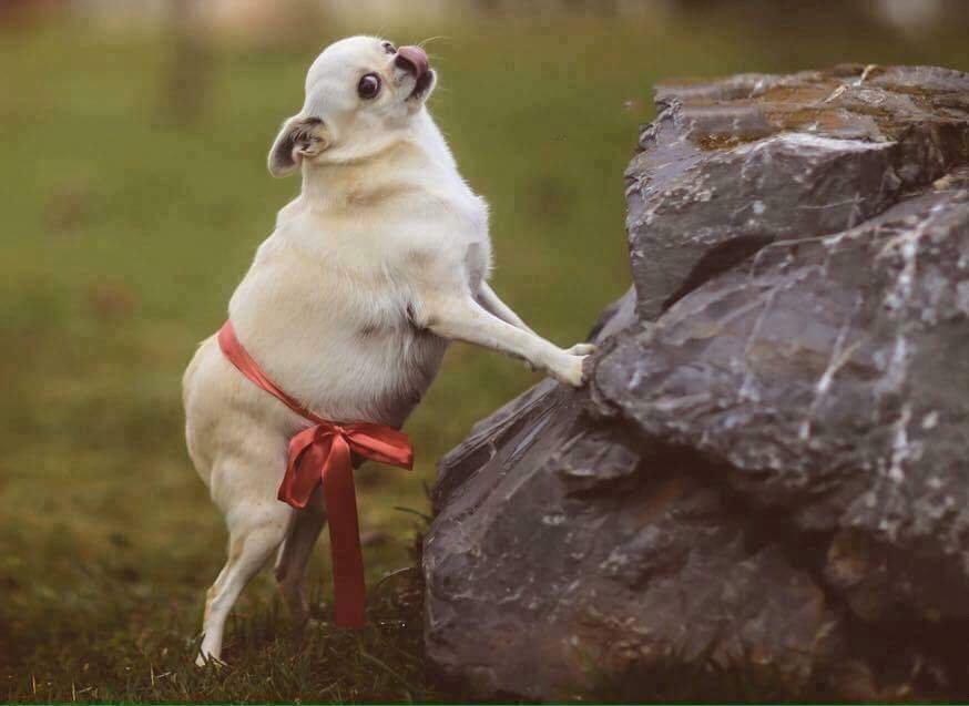 This pregnant dog got its own maternal photo shoot and I couldn't be