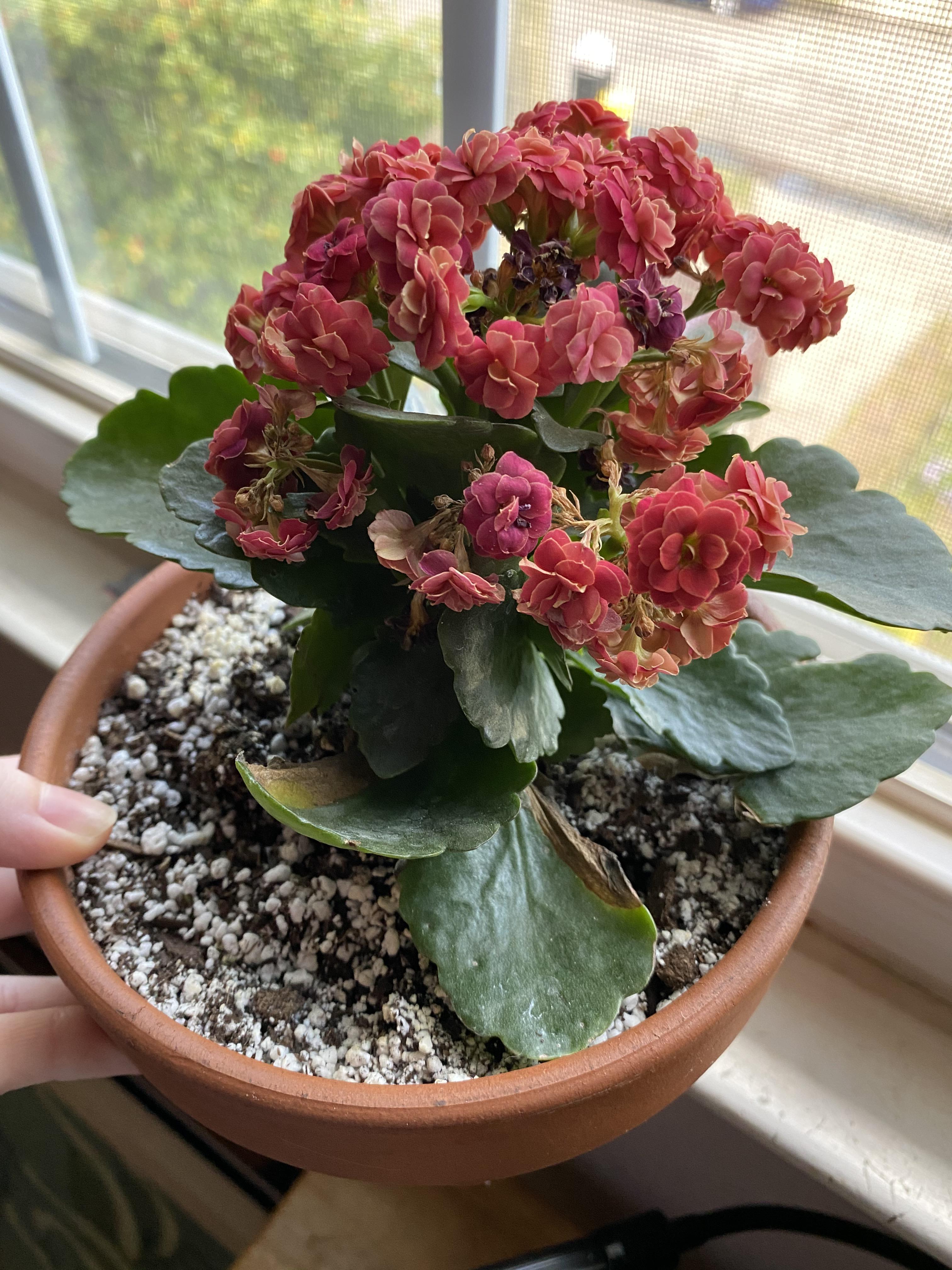 Help with kalanchoe blossfeldiana hybrid. Flowers turning pale and
