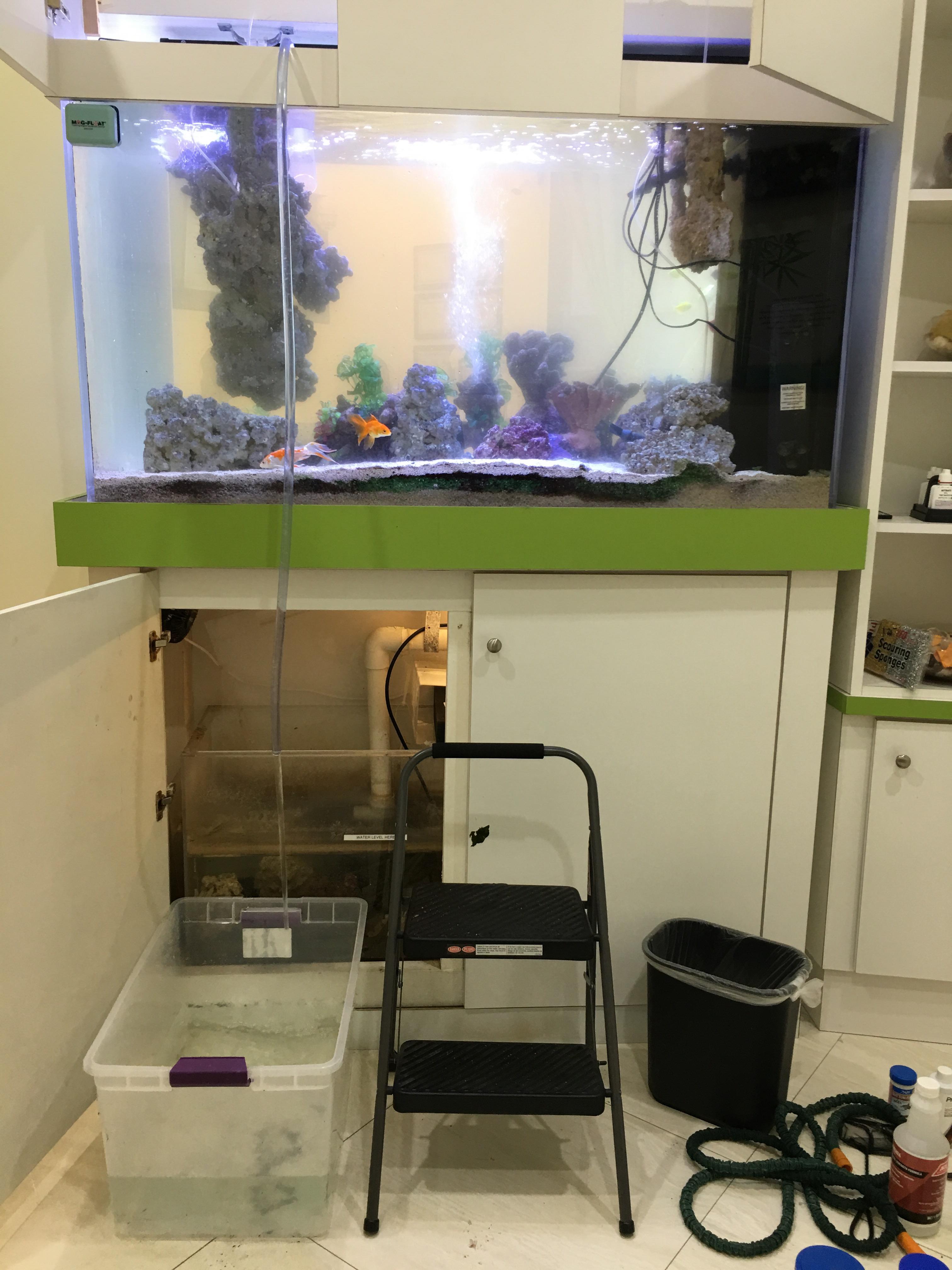 One of my corporate clients hired me to maintain their tank. r/Aquariums