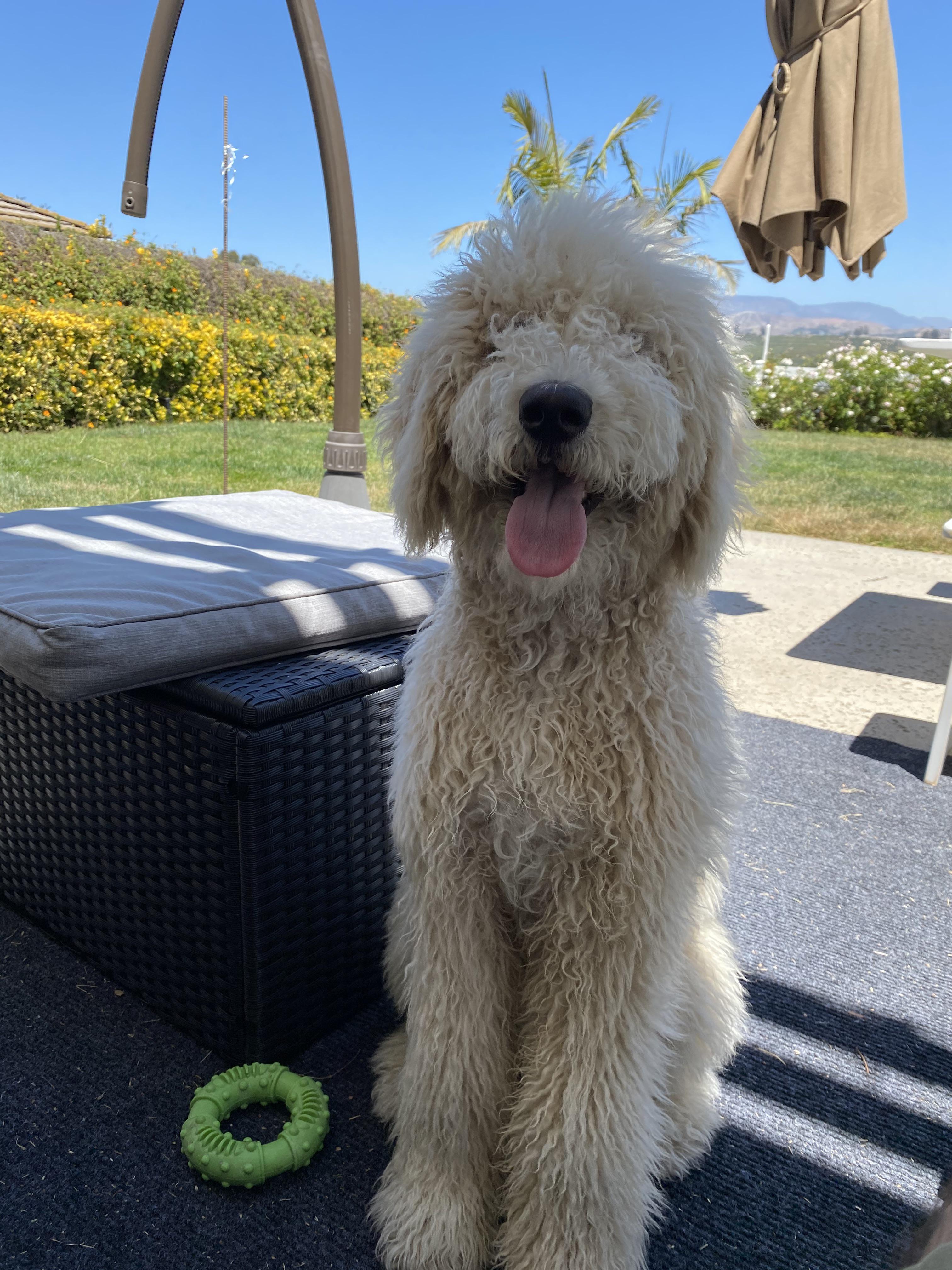 Are you guys trimming around your food’s eyes? r/labradoodles