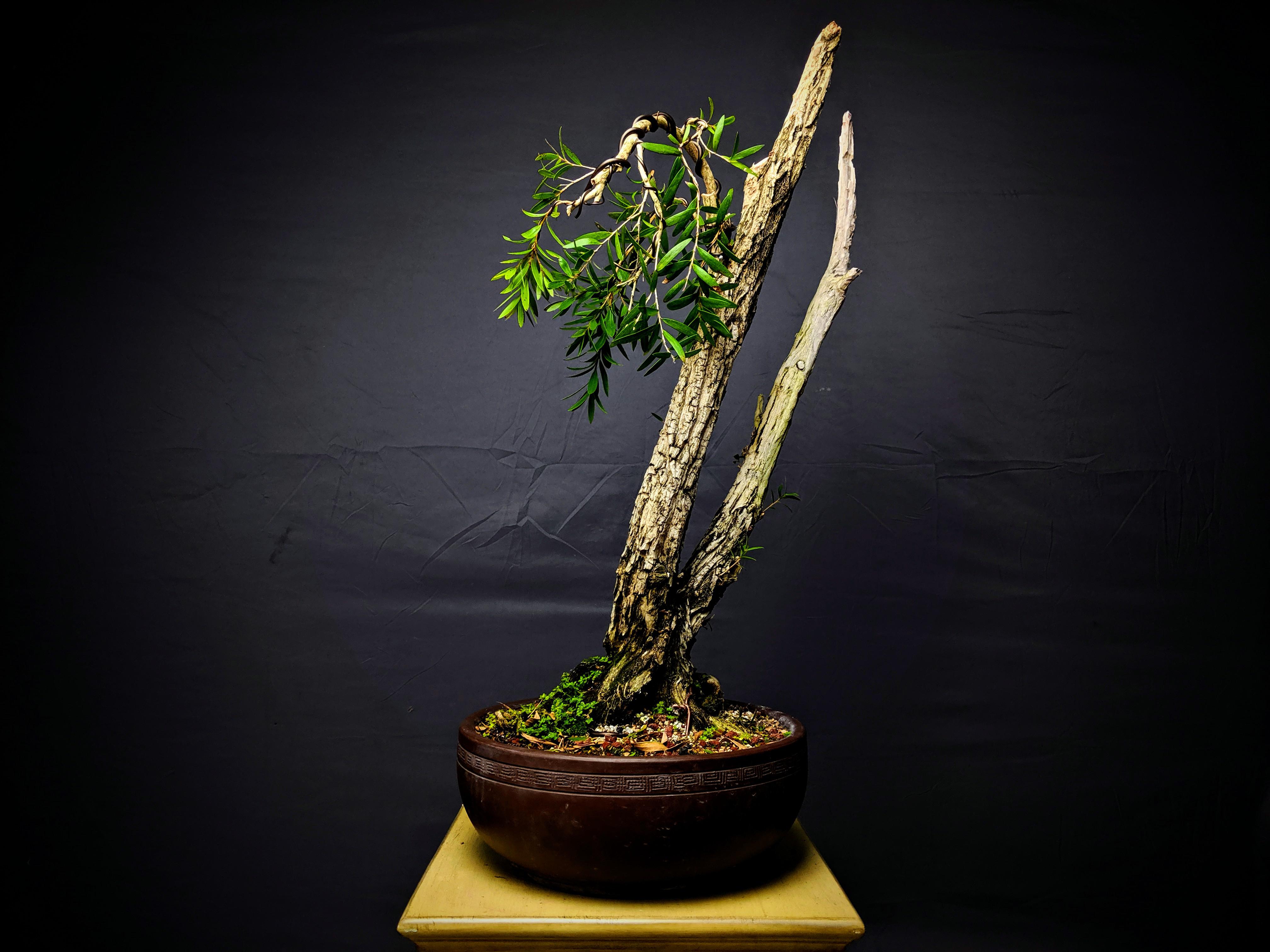 Weeping BottleBrush Bonsai r/Bonsai