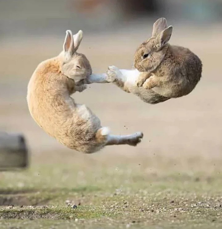 Every bunny was kungfu fighting r/martialarts