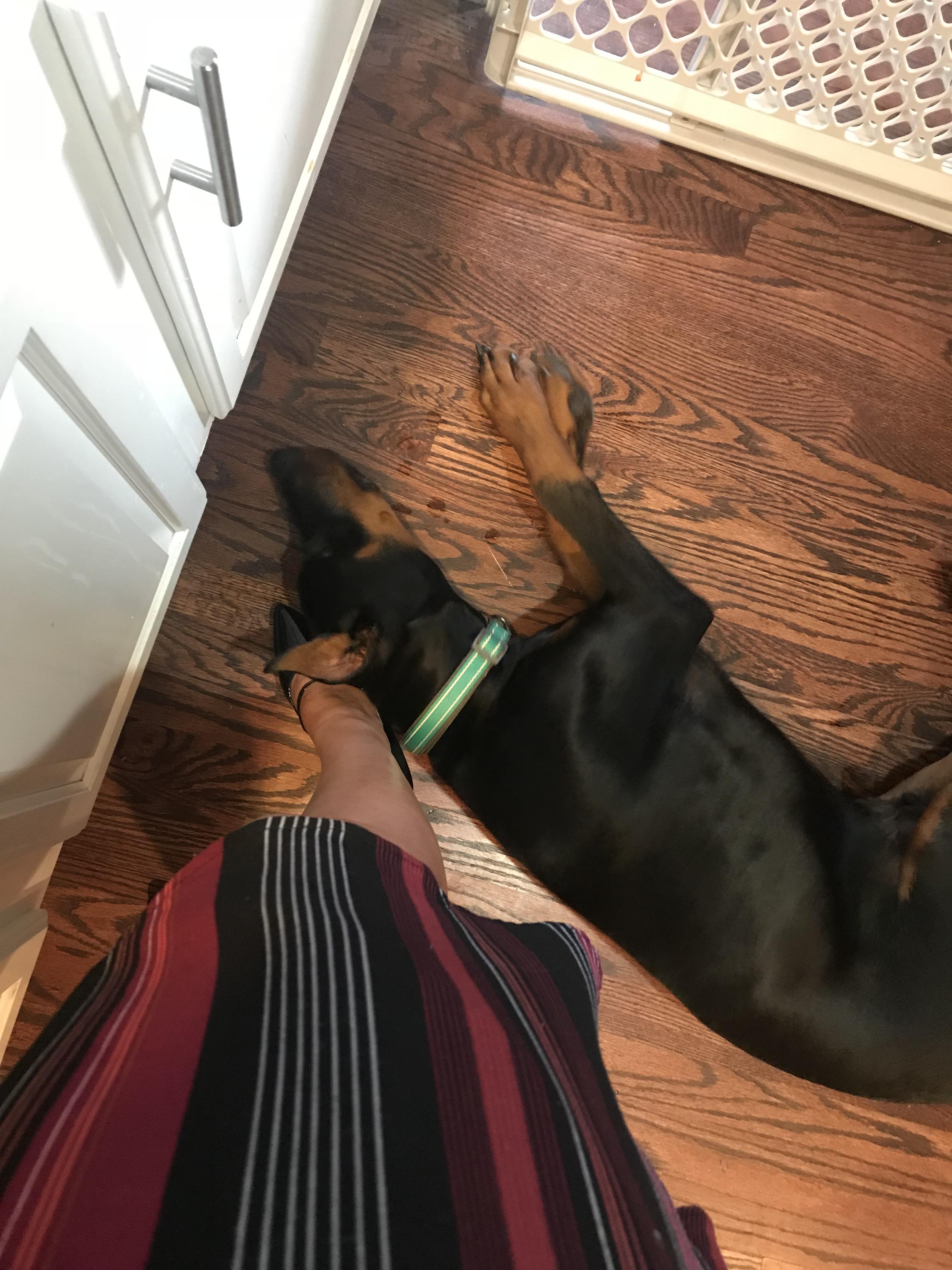 Velcro dog. Always has to be touching his mommy. r/DobermanPinscher