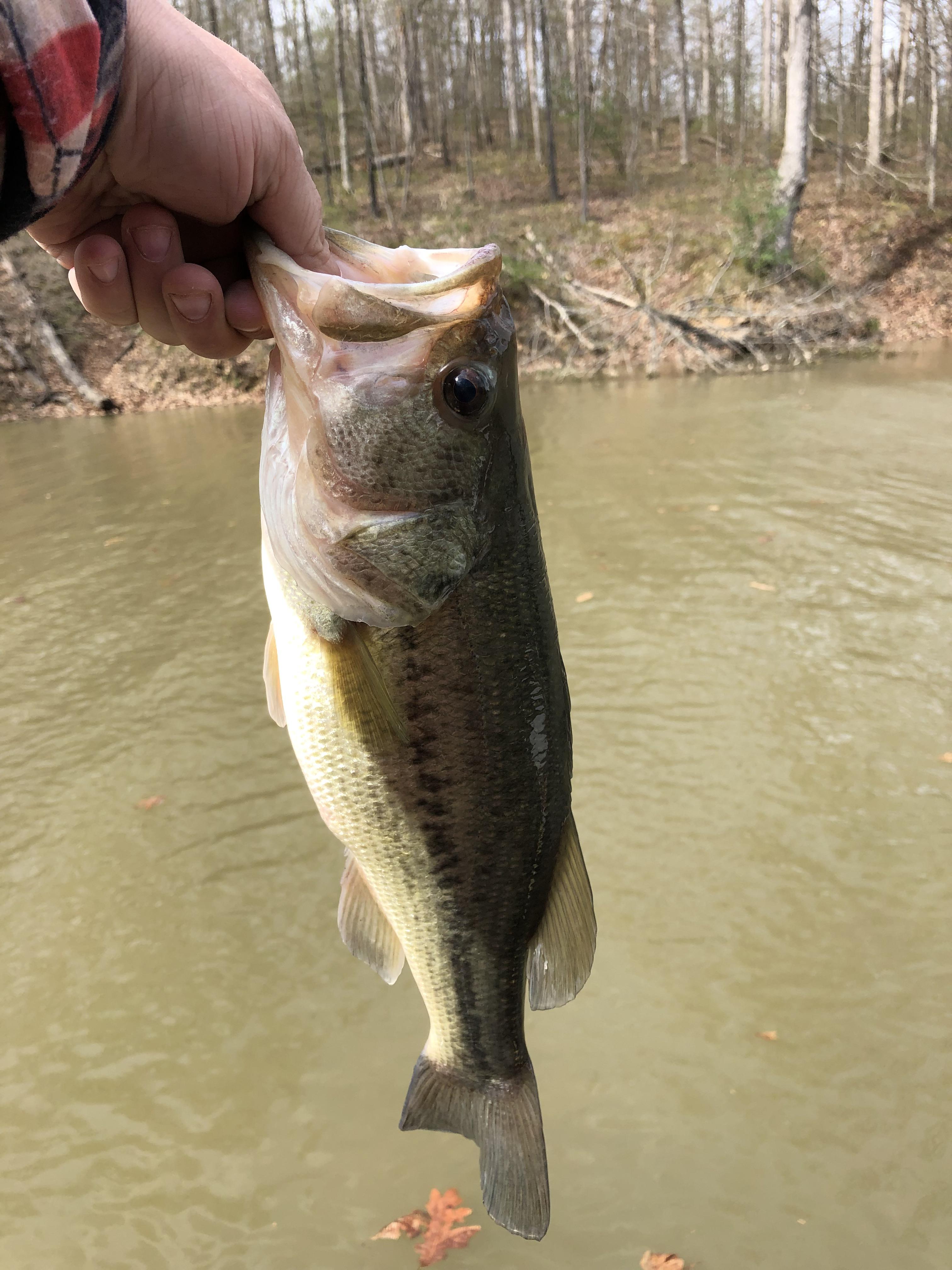 They are finally coming out in Southern Illinois r/bassfishing