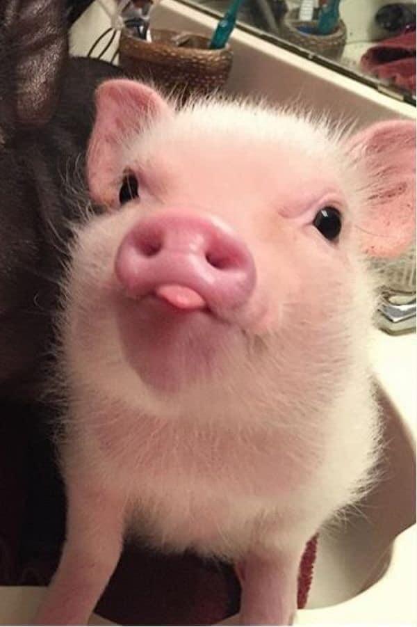 A baby pig going P r/aww