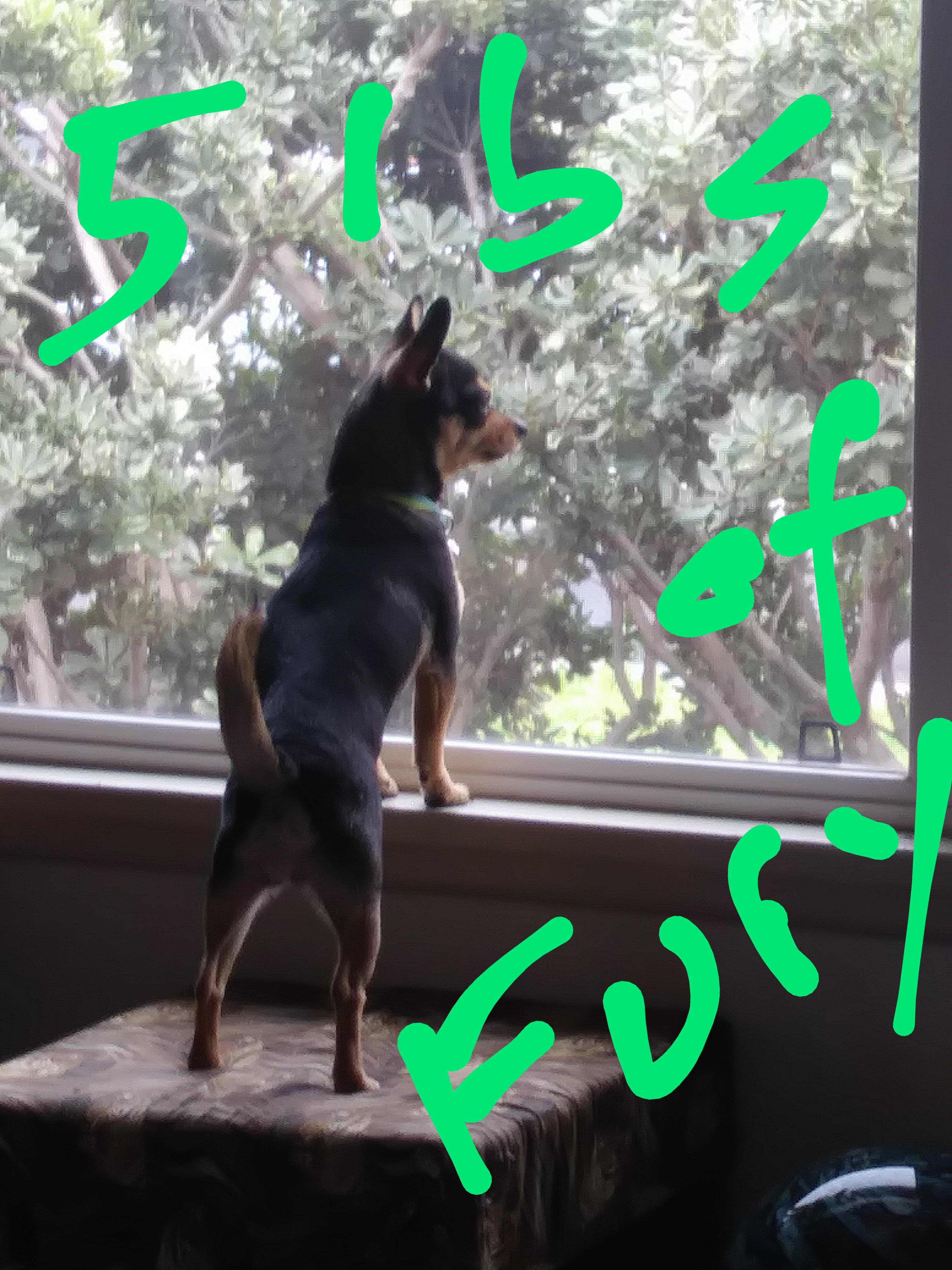 Guard dog deluxe r/Chihuahua