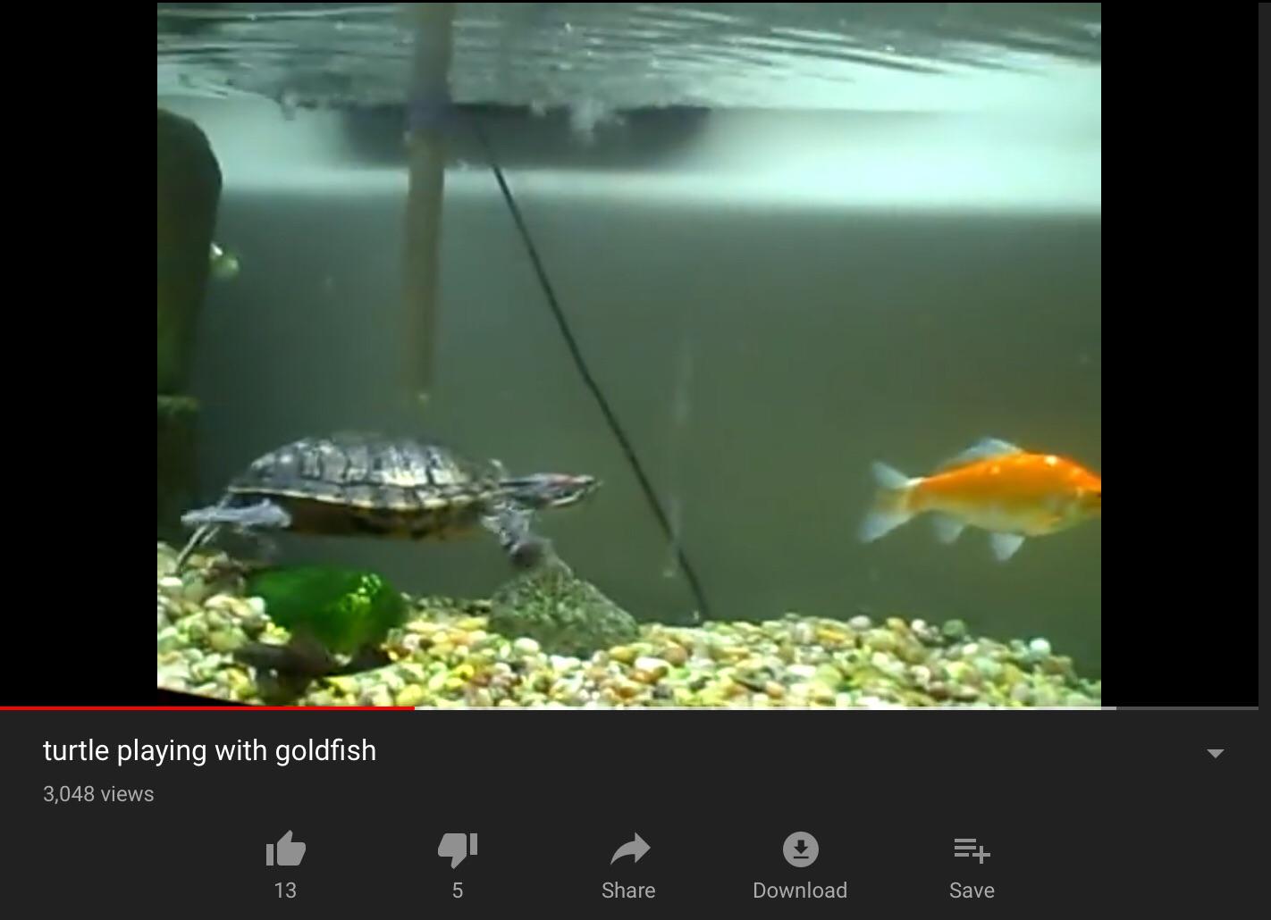 (Hint turtles eat goldfish) r/facepalm