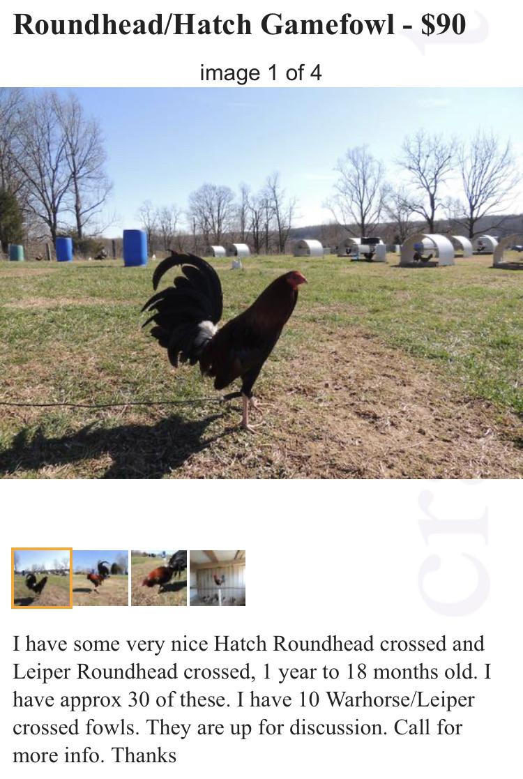 There’s a thriving gamefowl industry in my state, since it’s legal to