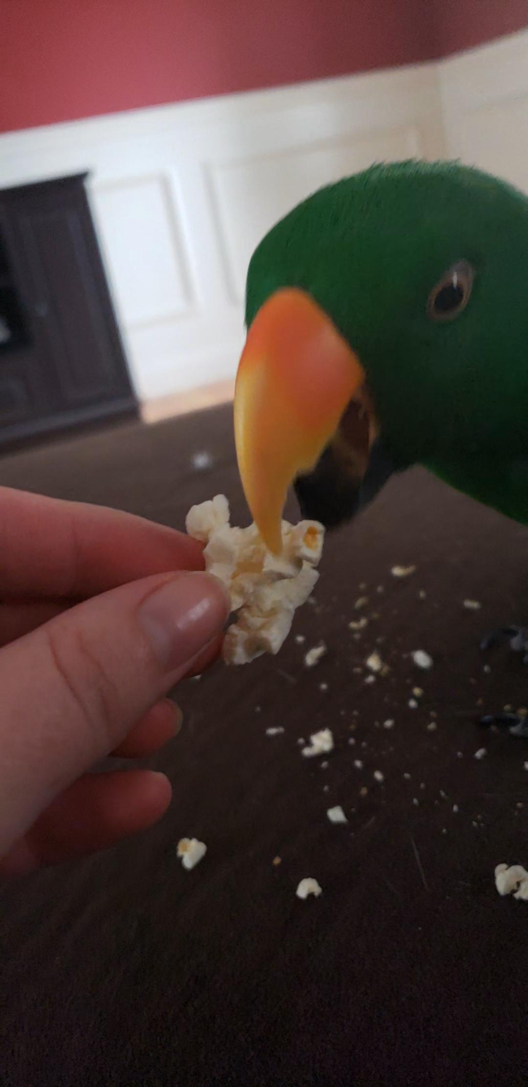 Popcorn! r/parrots