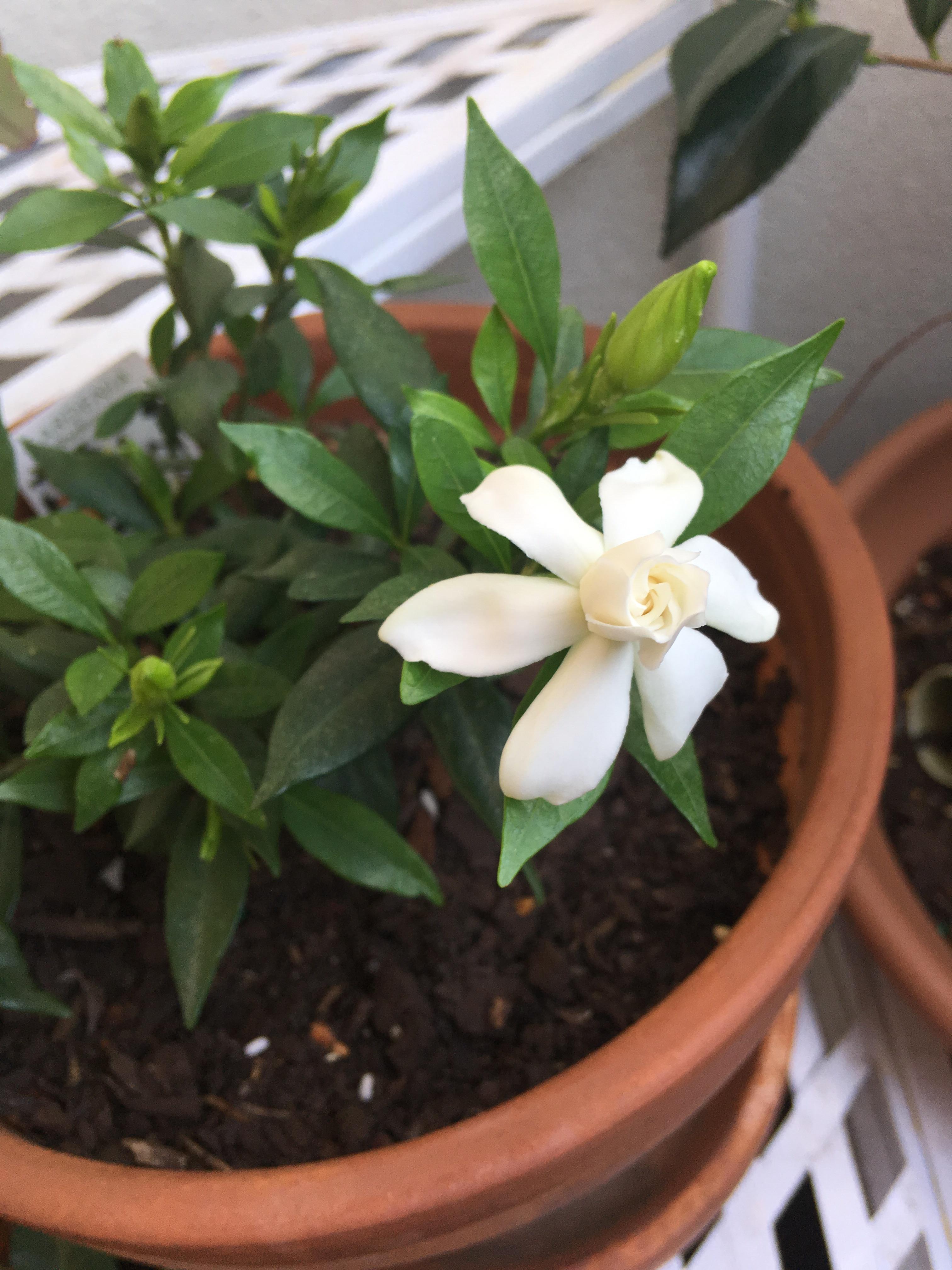 My first gardenia flower since I planted it at the beginning of this