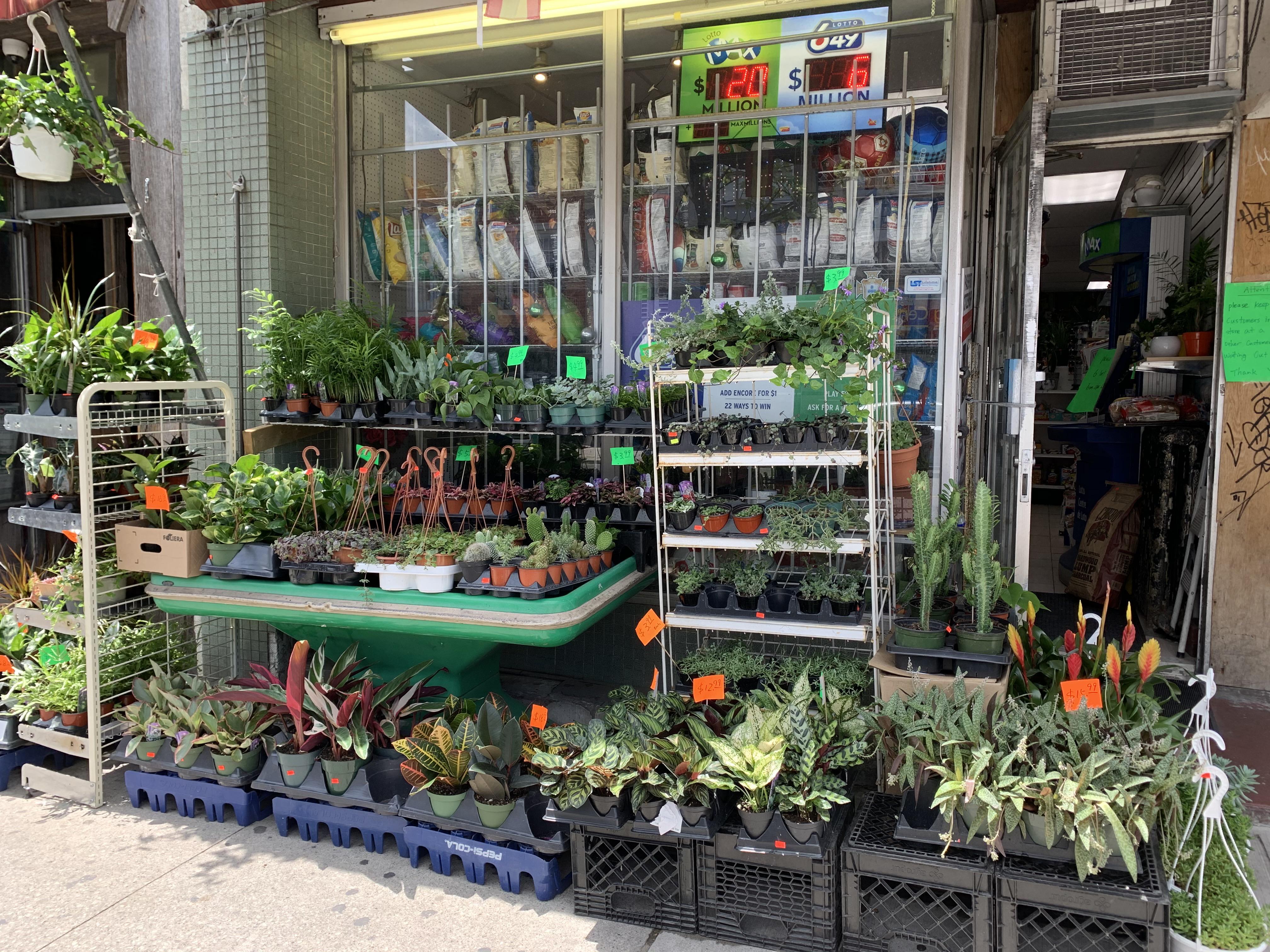 [Toronto] Another variety store with a decent plant selection. SW corner of Dundas and Ossington