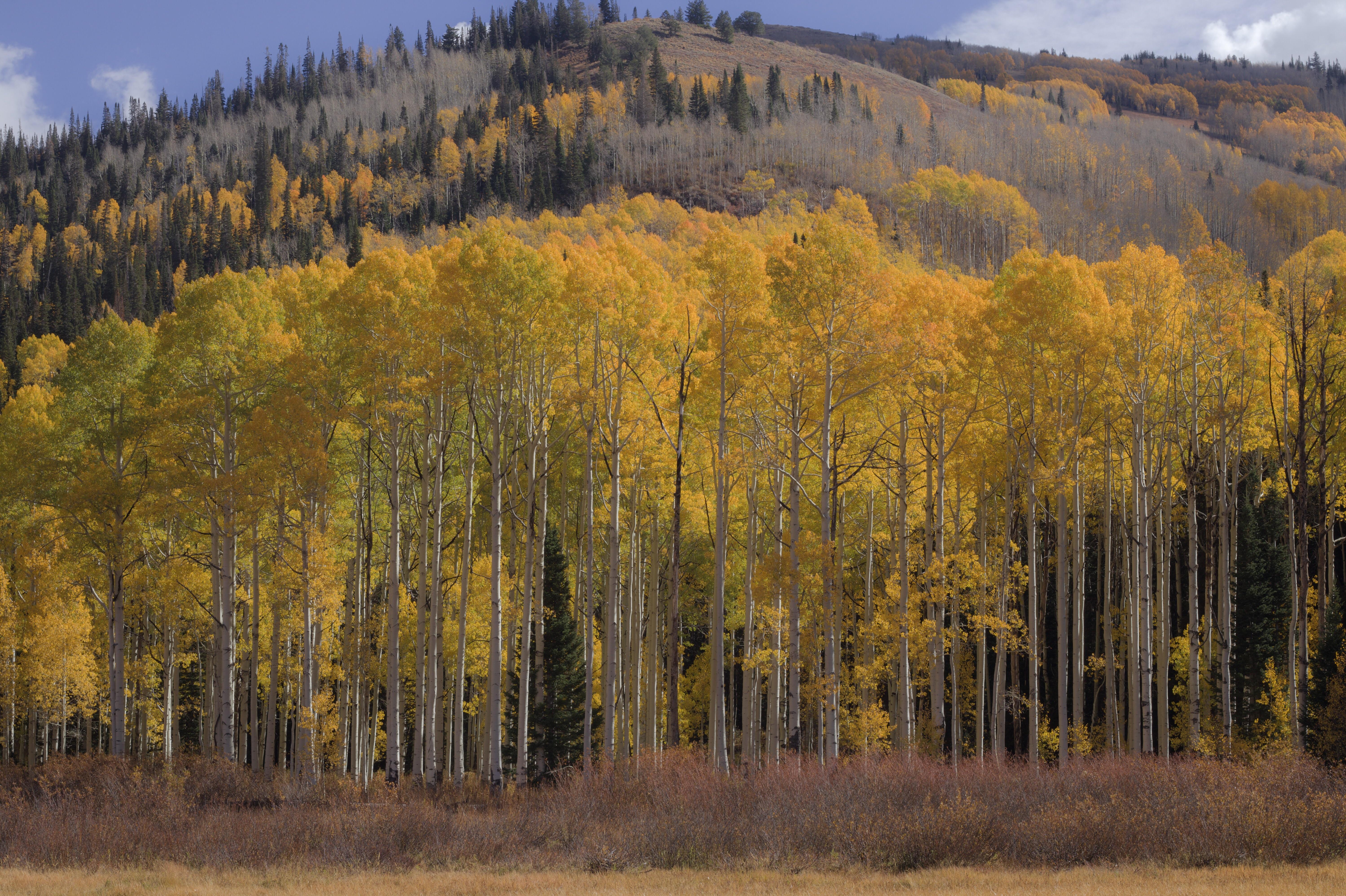 Willow Heights trail has some awesome fall colors before the snow