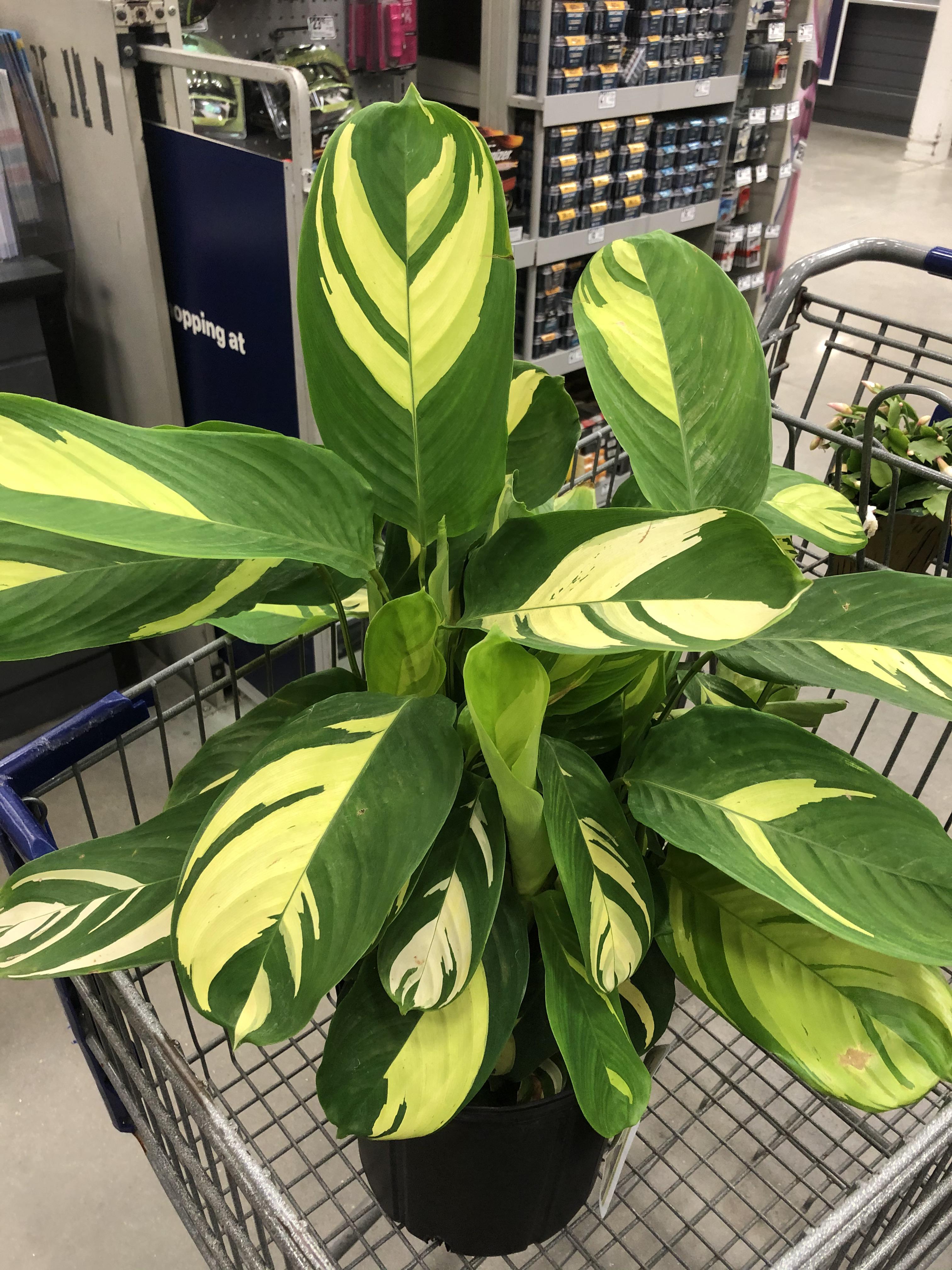 Look what I found at Lowe’s for 15!! 😱💖💖💖 r/houseplants