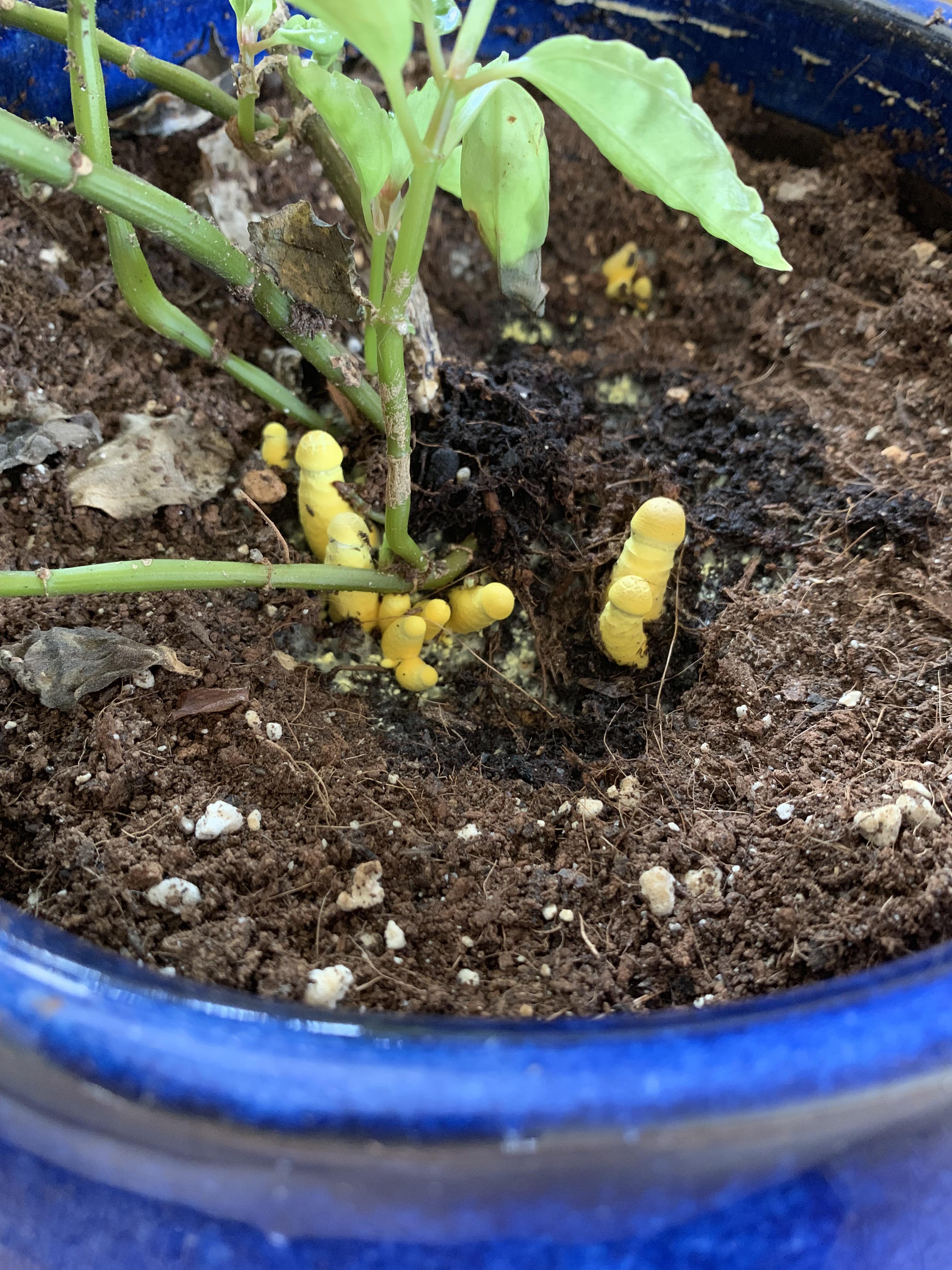 Found some visitors in my aluminum plant. Is this a sign of good soil