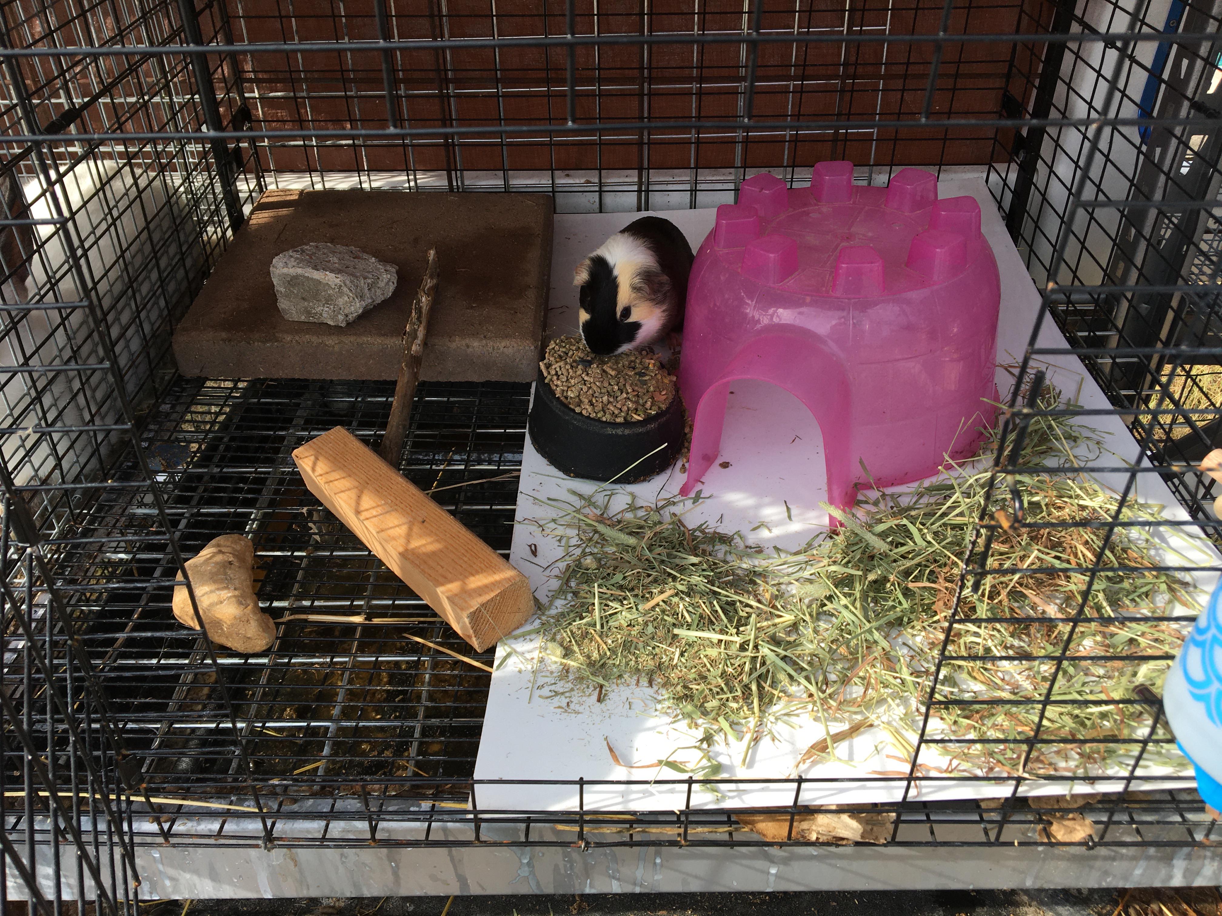 Wanting to get a small plant to go with my outdoor guinea pig setup