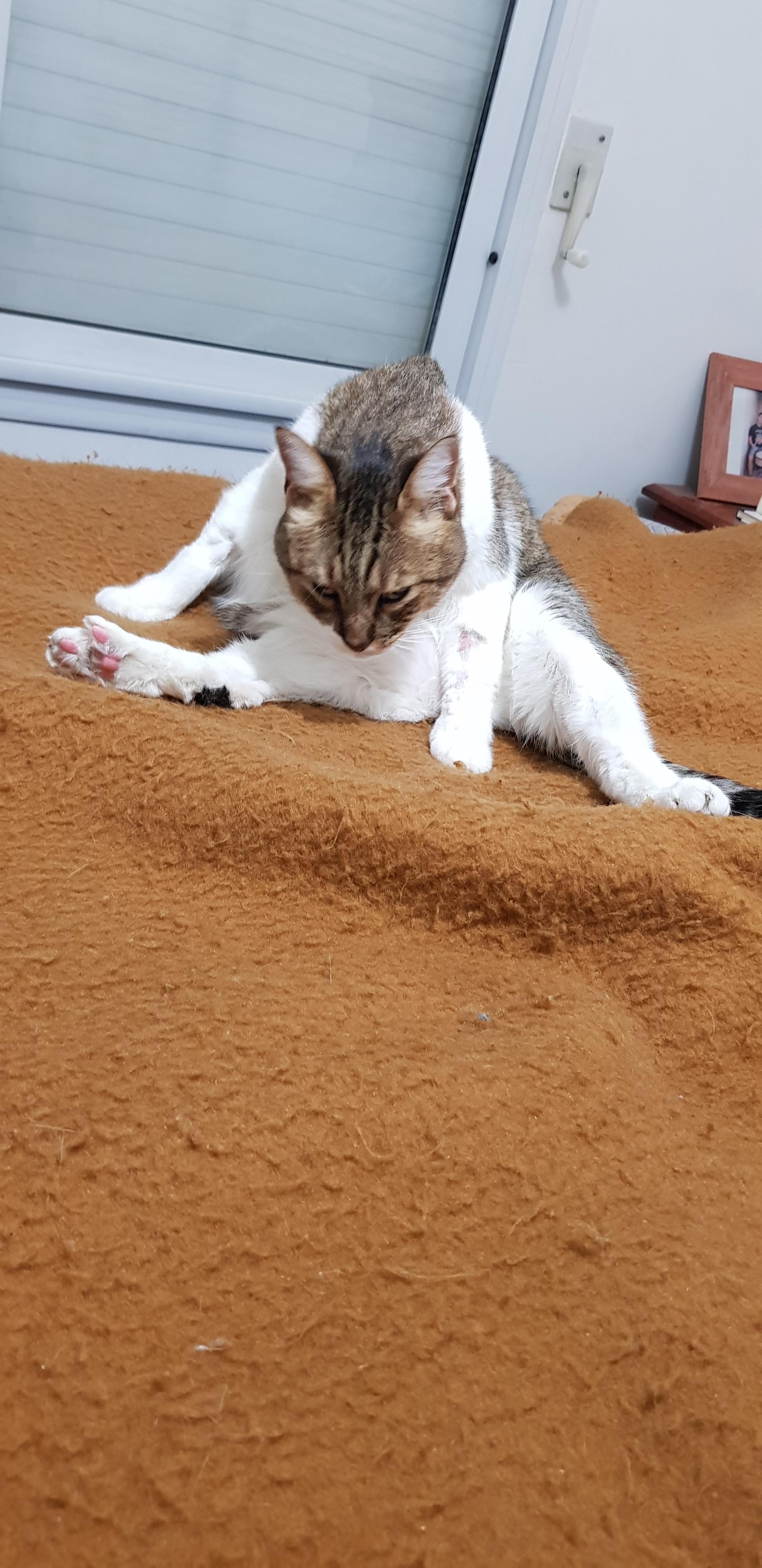 His face after anesthesia at the vet cats