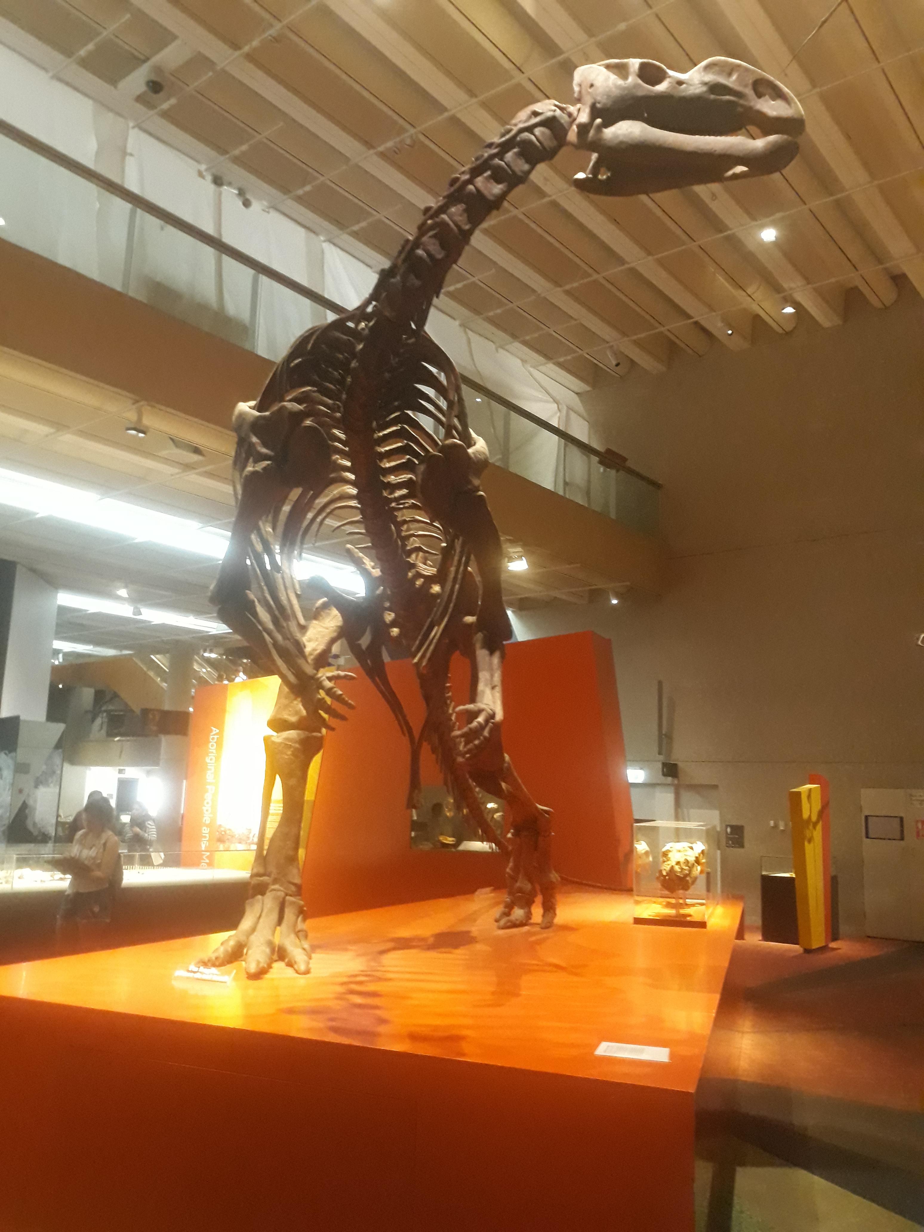 Found this local Australian dino in our museum in Brisbane!! r/Dinosaurs