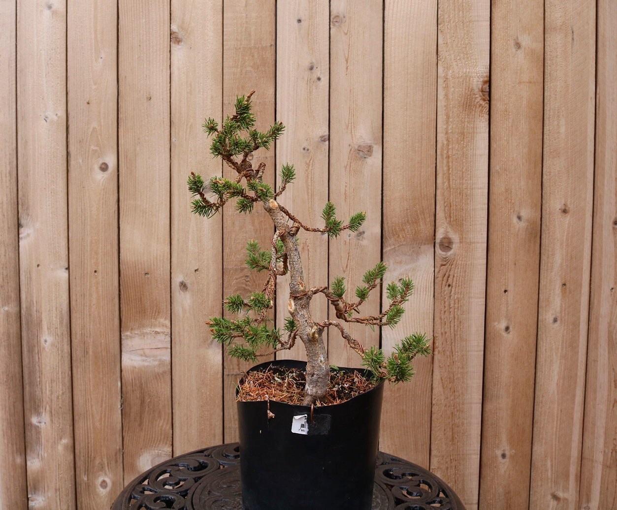 Play on asymmetry and the coastal environment with this nursery stock