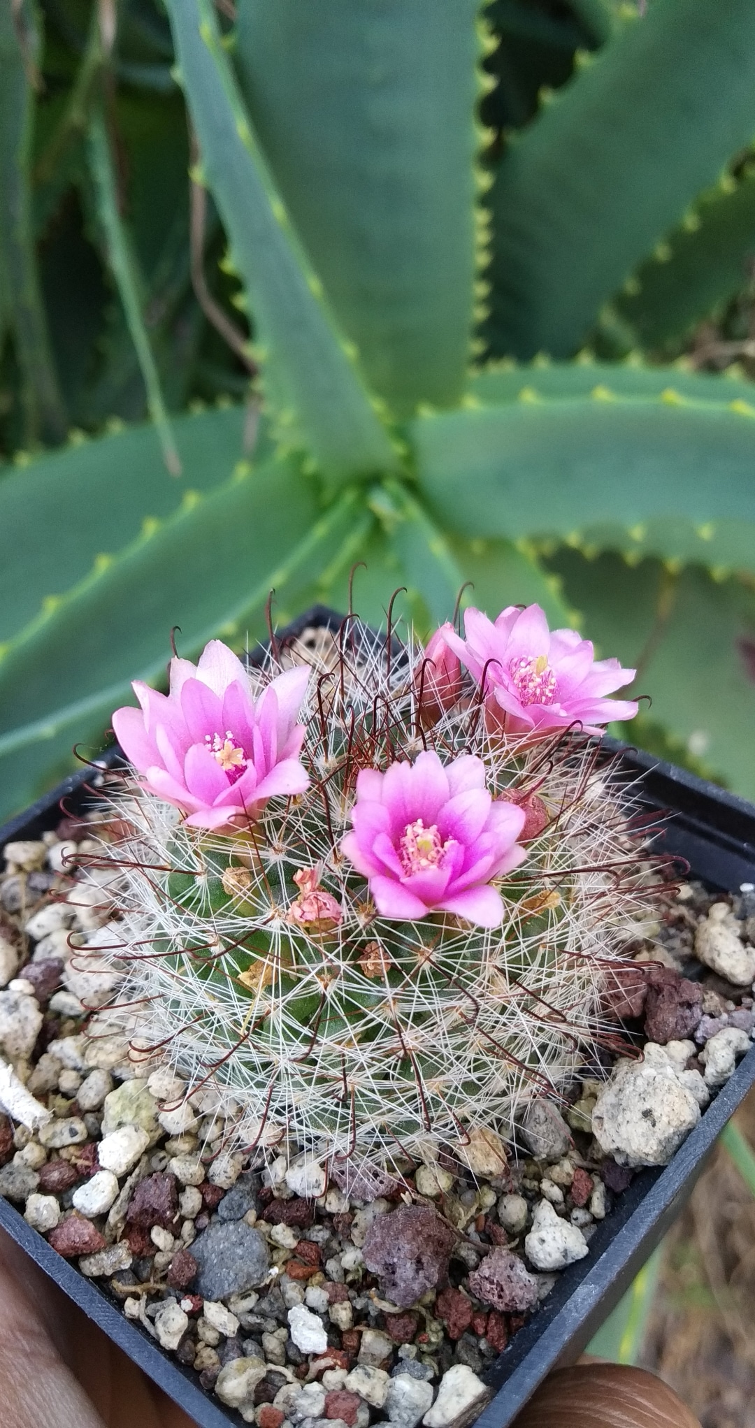 Mammillaria grahamii flowering! r/cactus