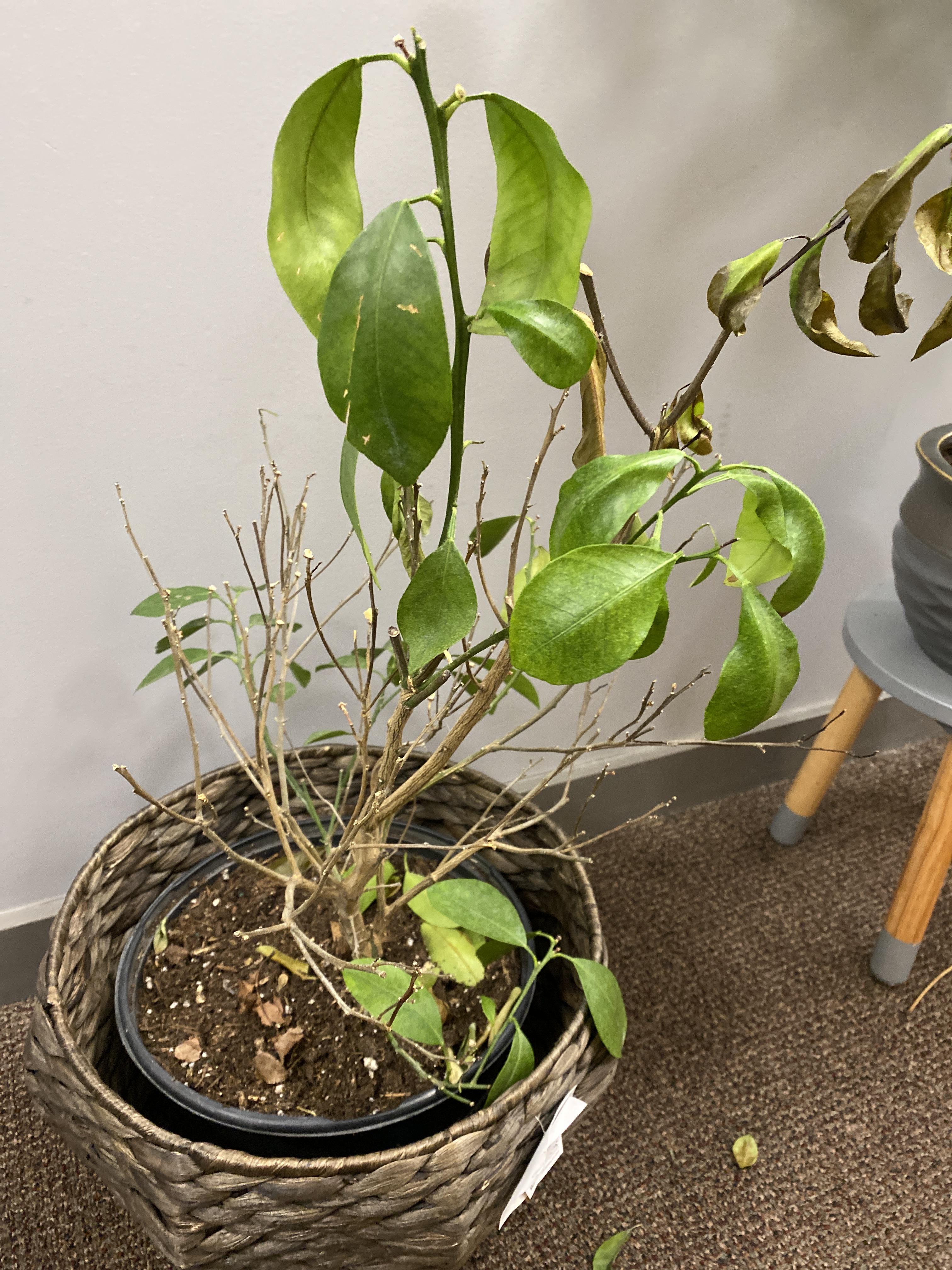 My lemon tree is dying! r/plantclinic