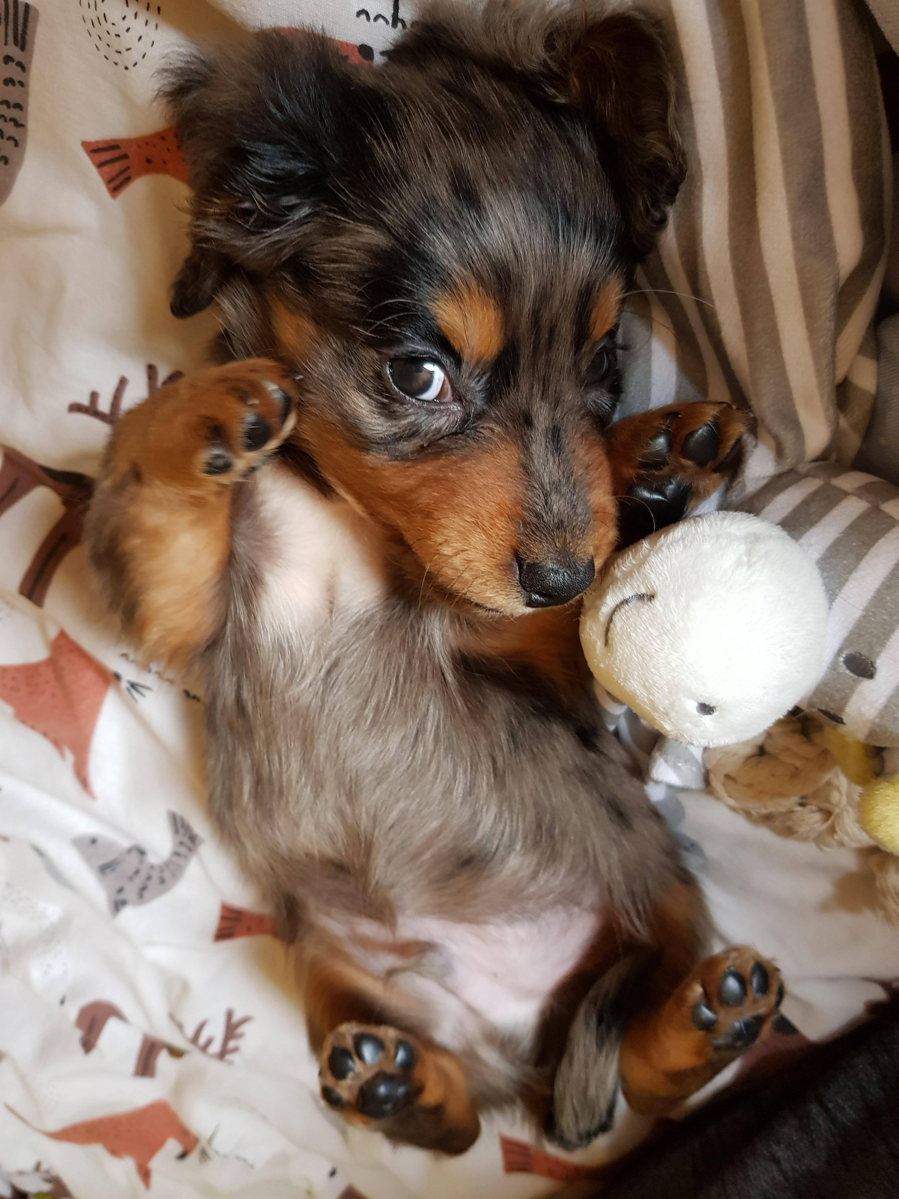 My first puppy; reddit, meet Darcy r/aww