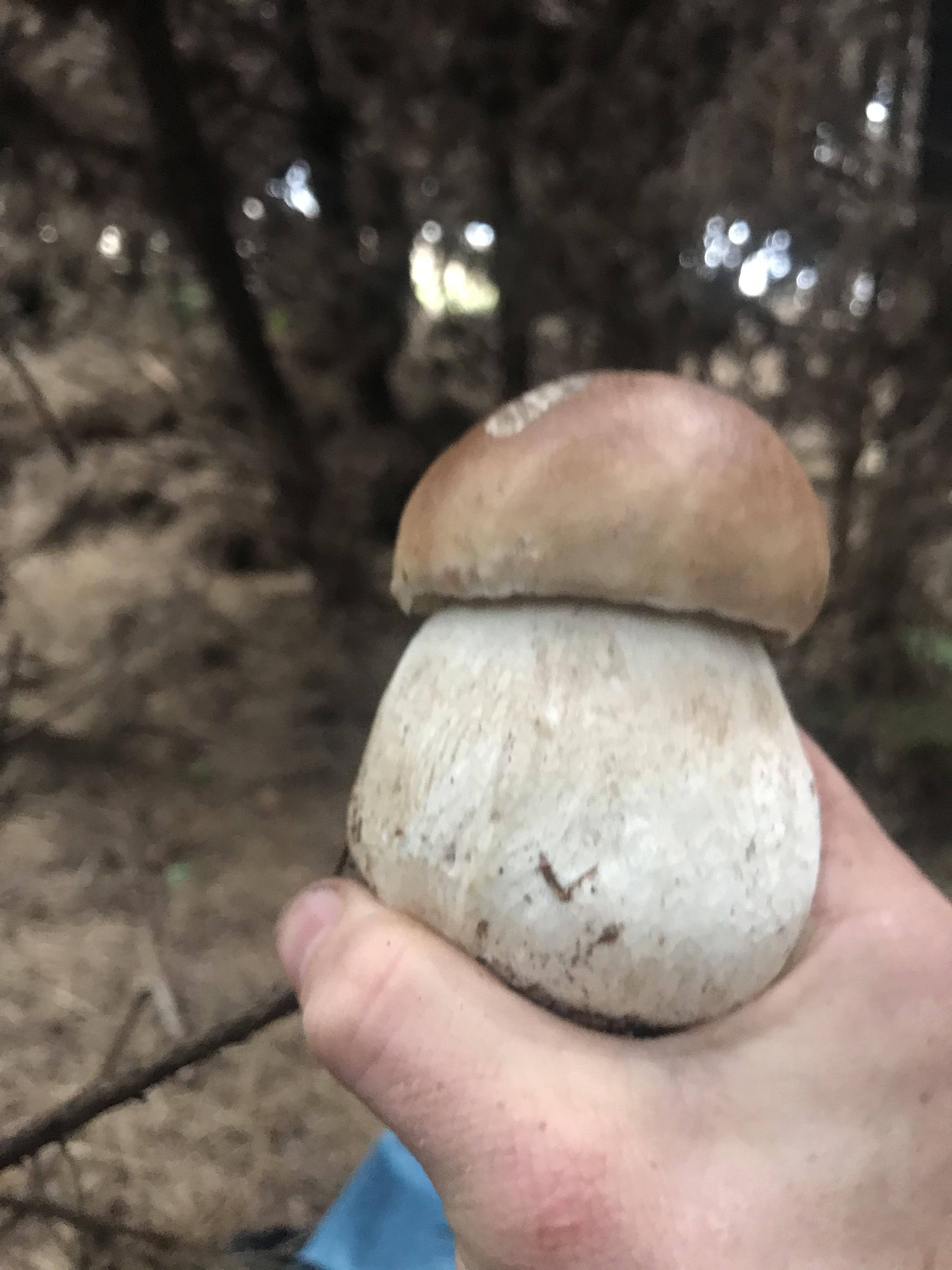 Porcini 🫶 r/foraging