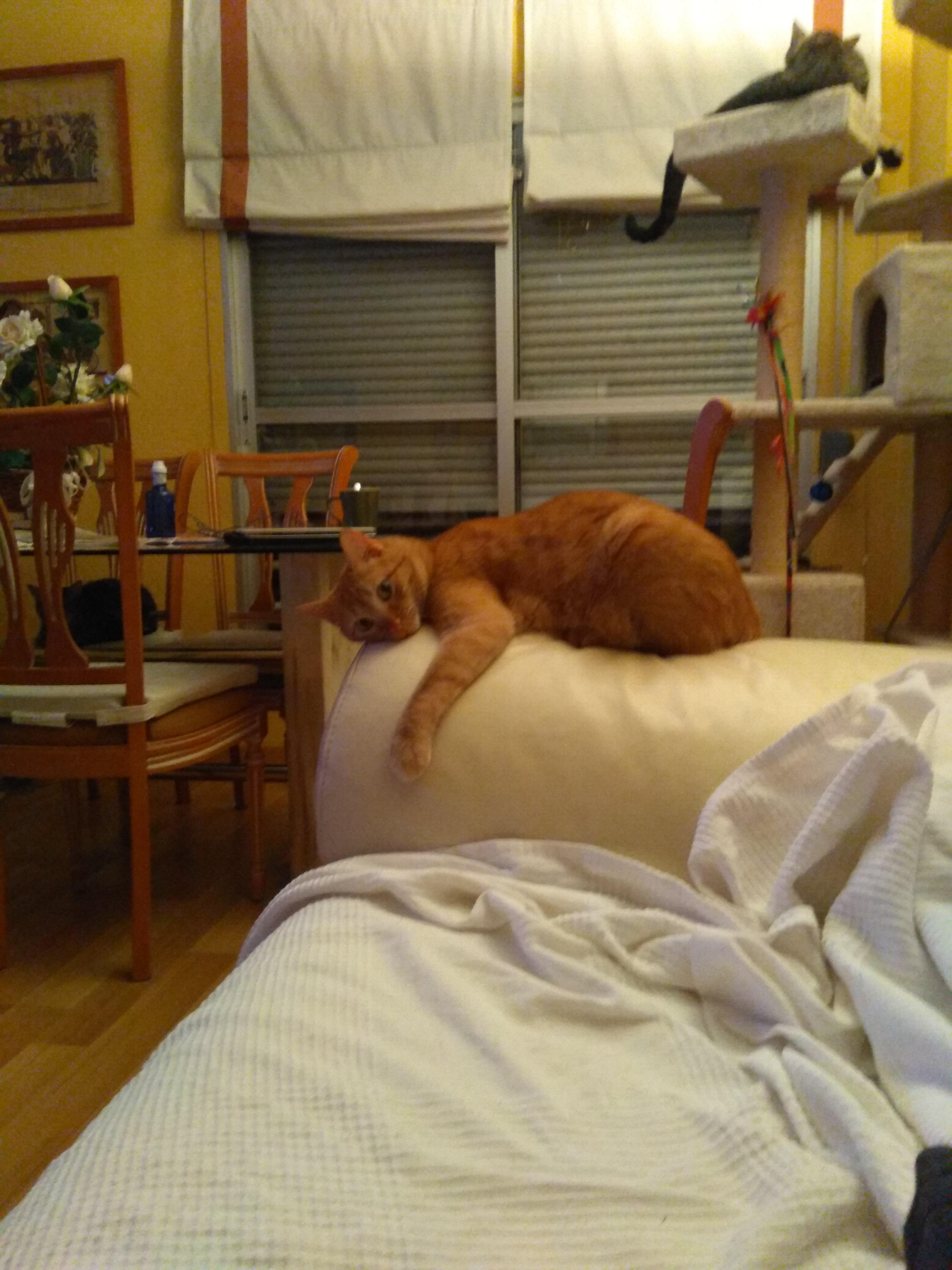 My cat's love for the sofa r/cats