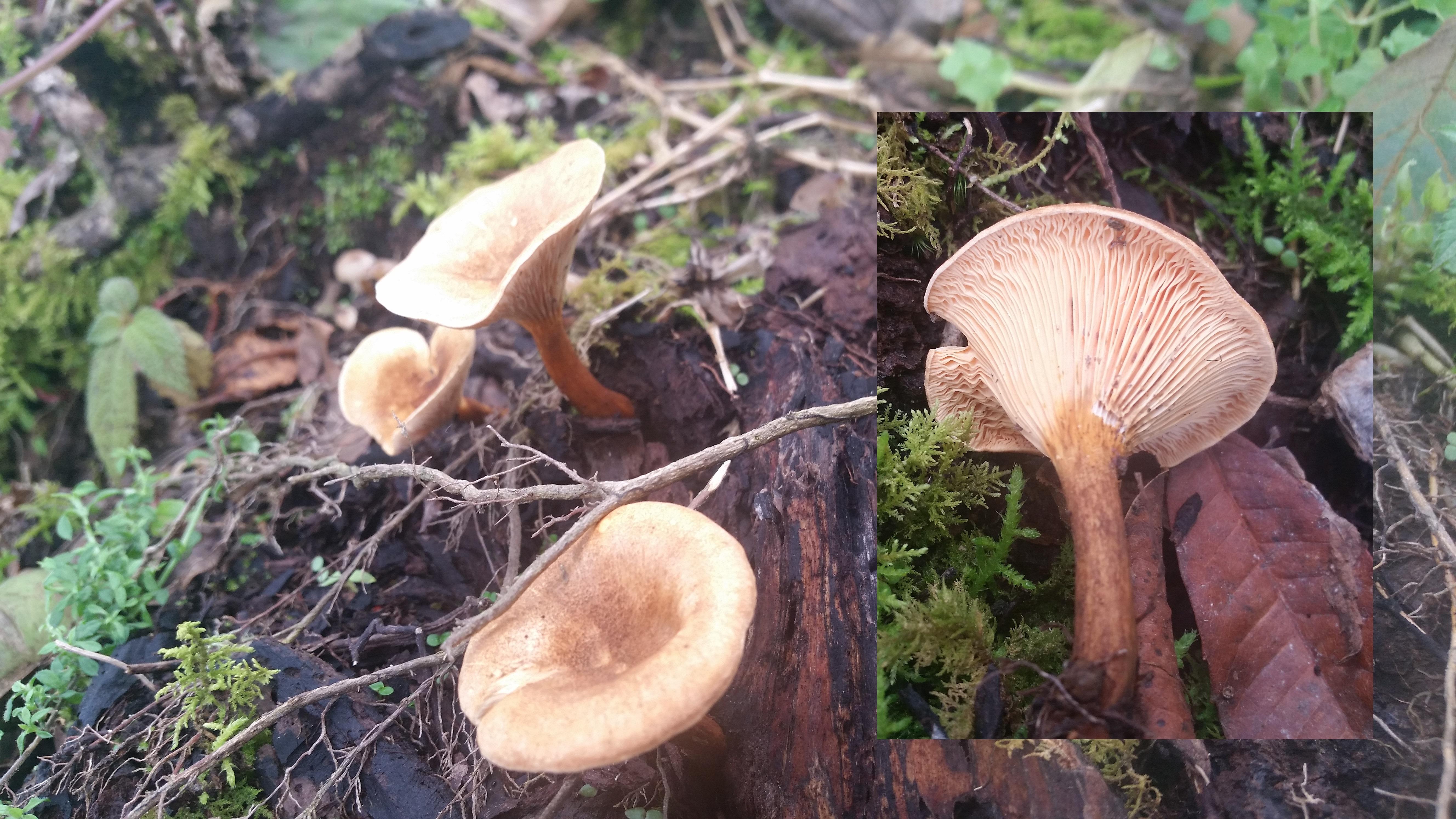 False Chanterelle? r/mycology