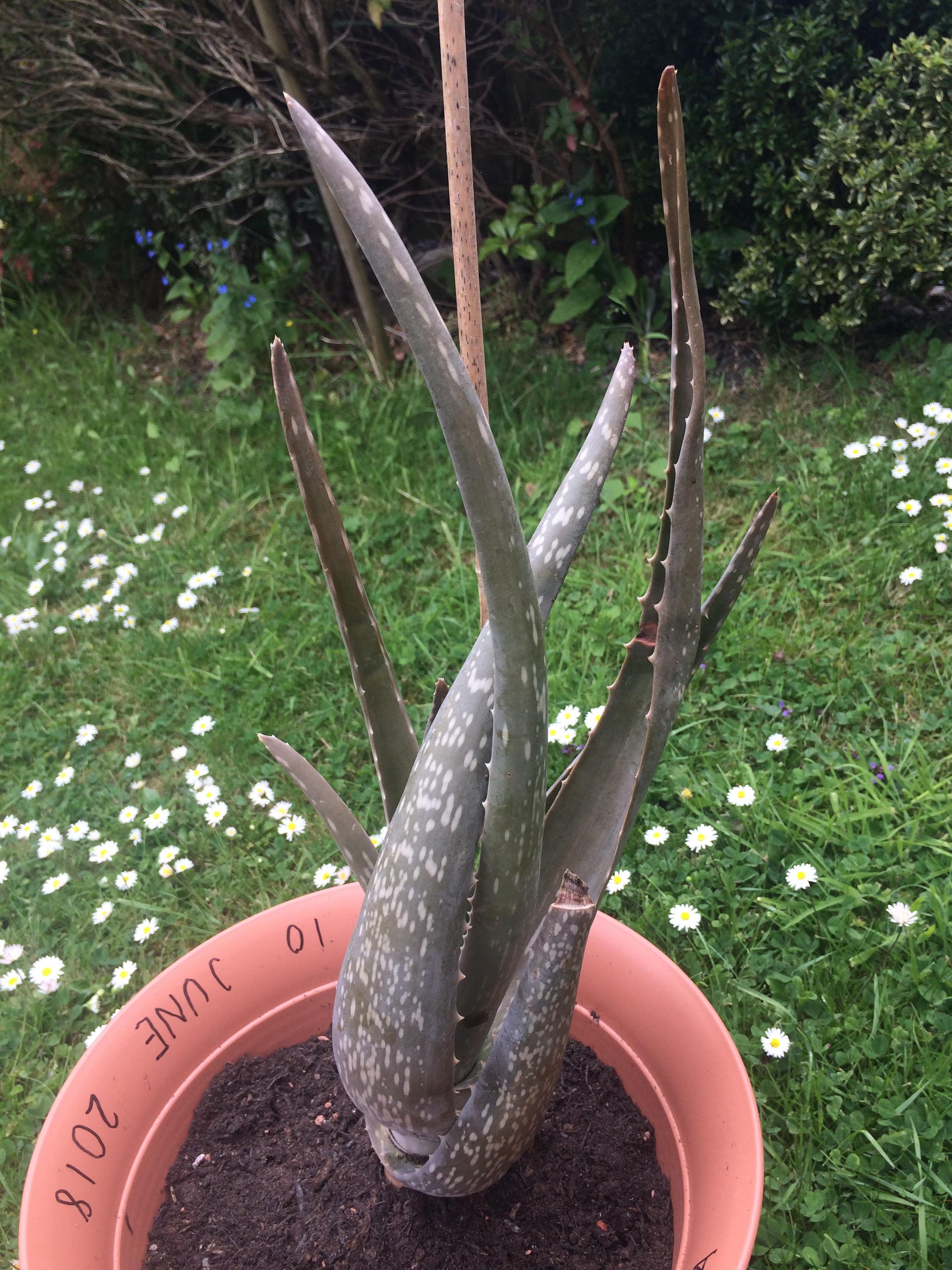 I bought this aloe Vera plant two weeks ago and repotted it one week