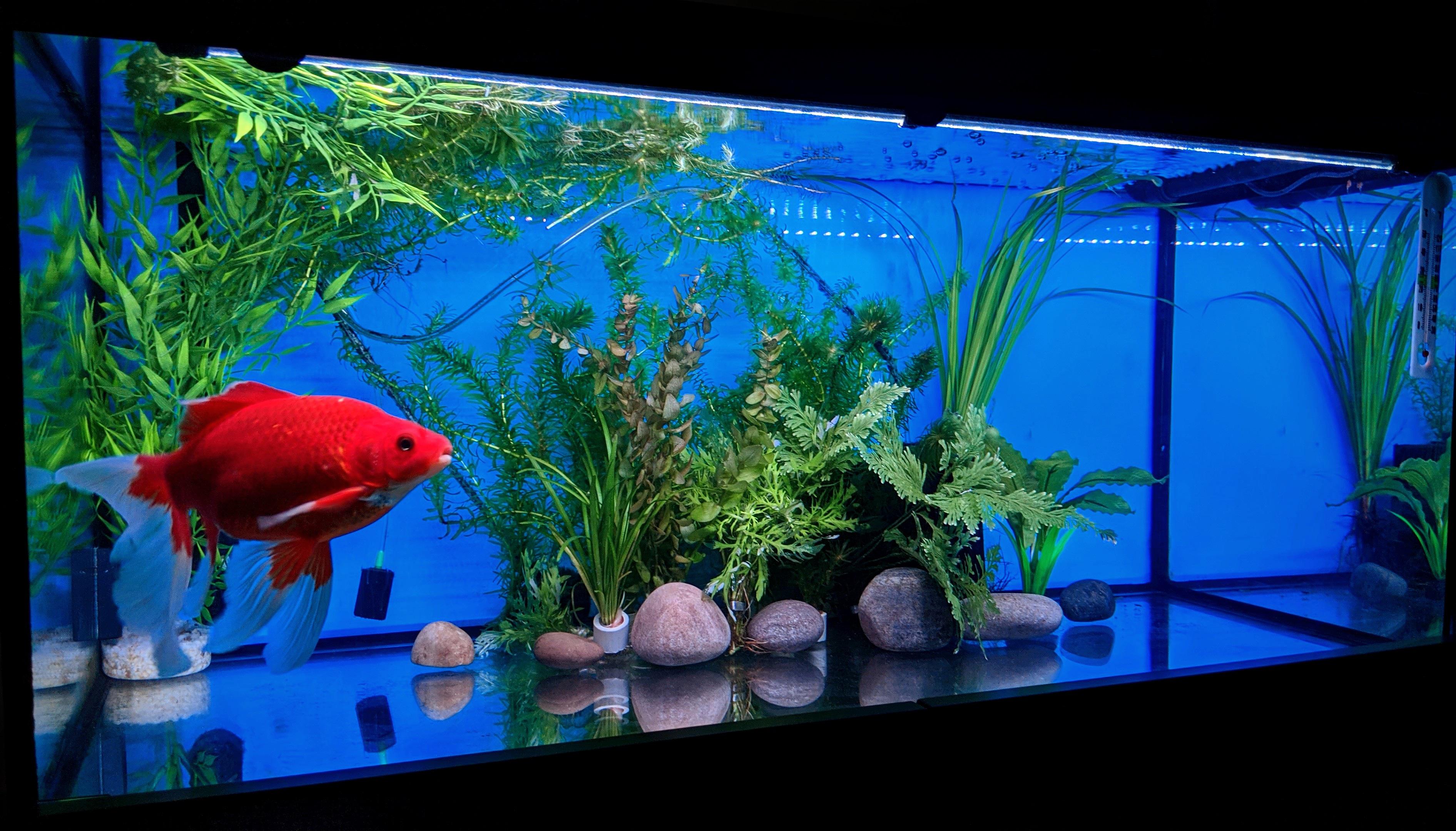 I'm loving how his tank looks right now, only 2 plants here are