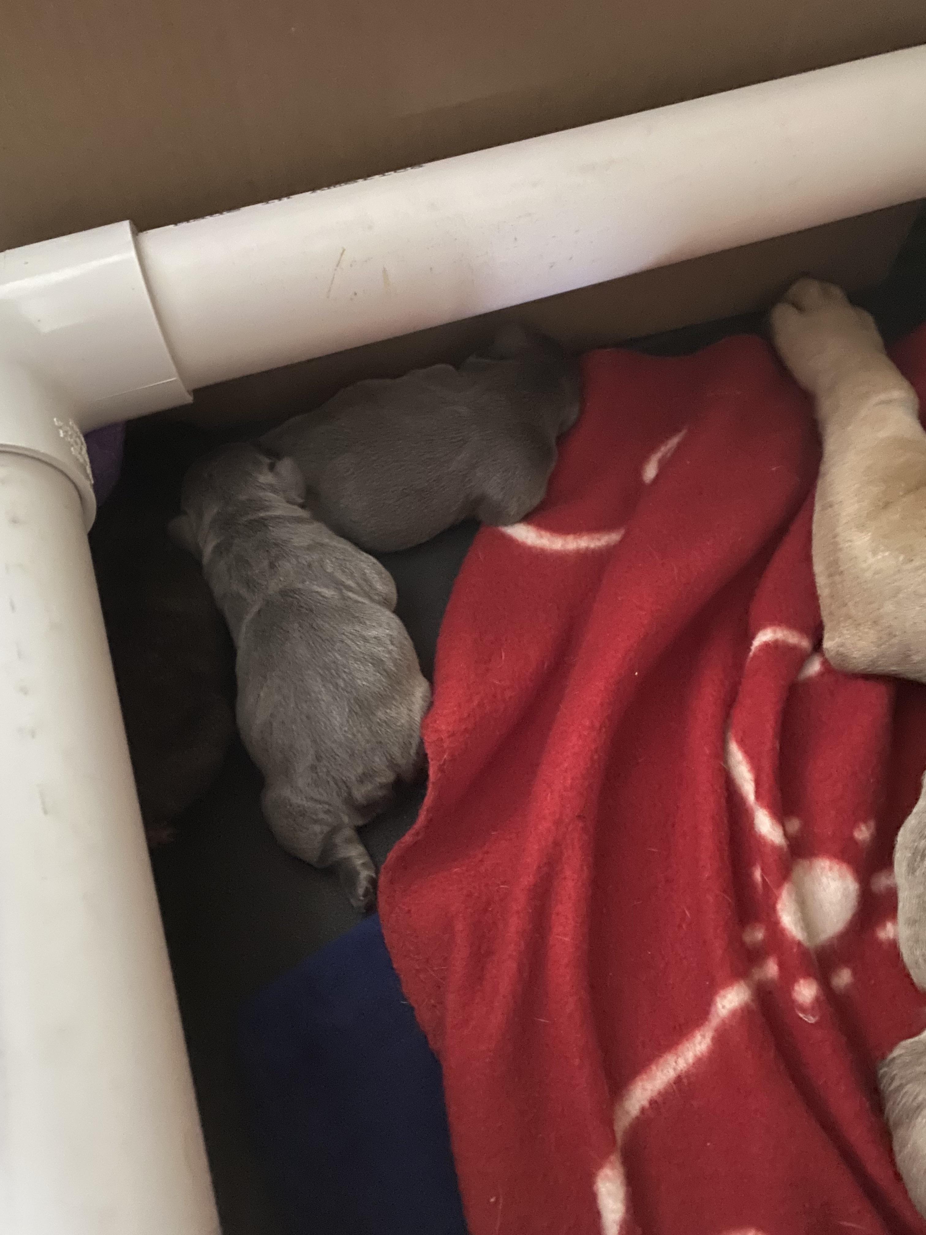 Swiskers (u/swiskers) - Reddit