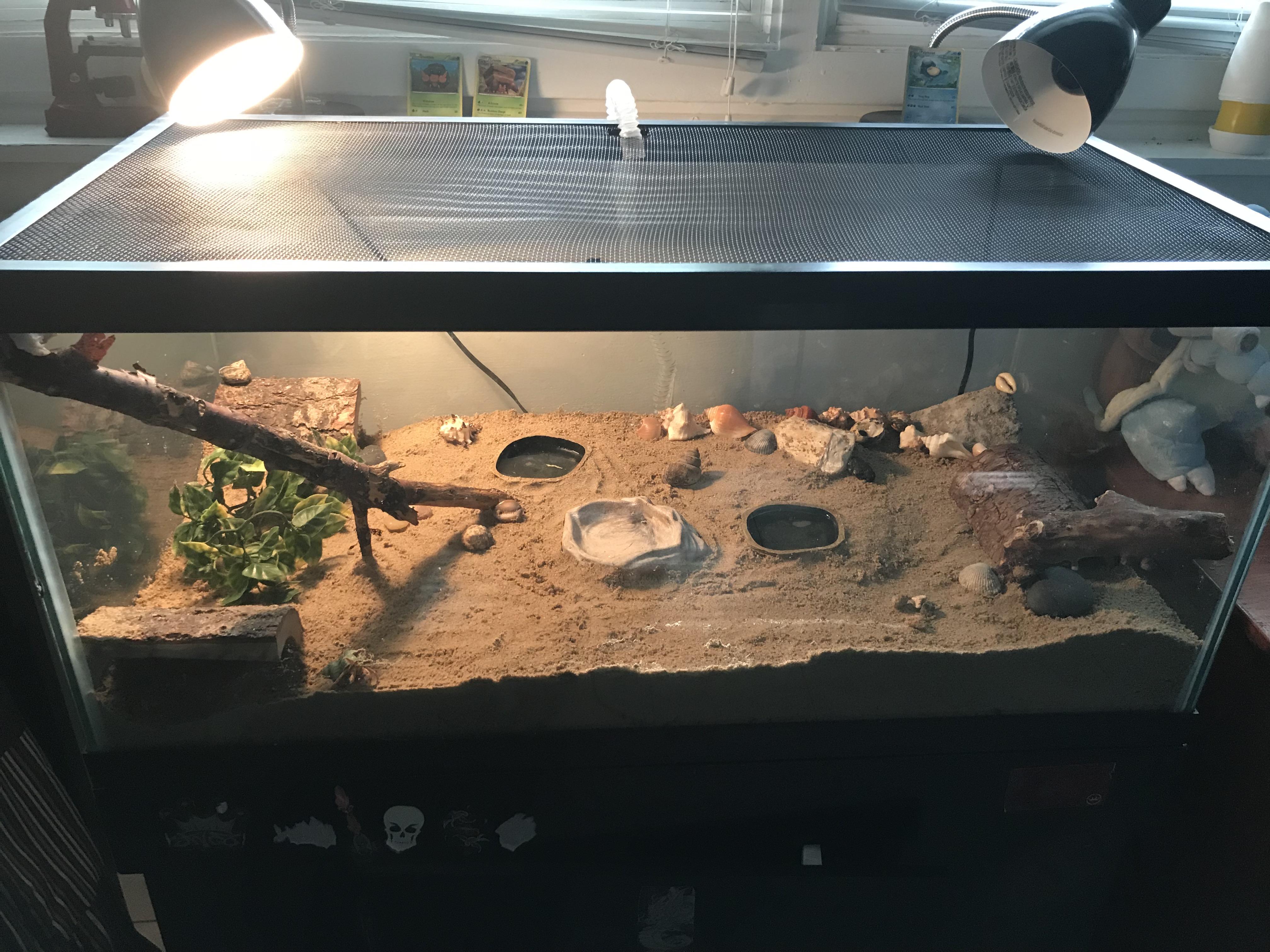Hermit Crab Tank 10 Gallon