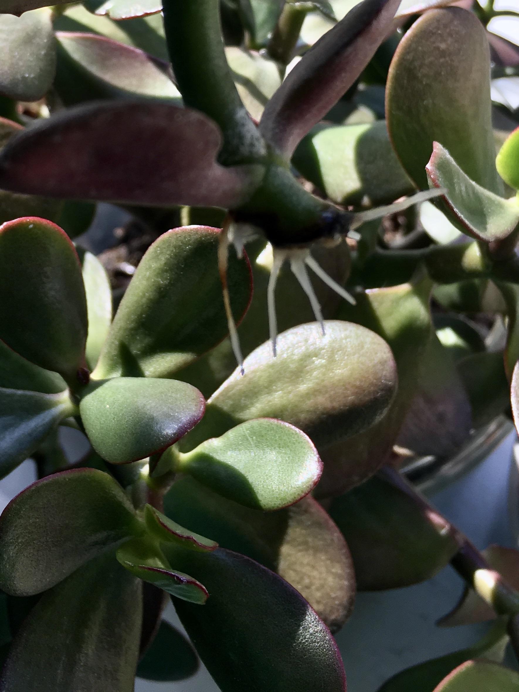 Jade plant roots two weeks after cutting! r/propagation