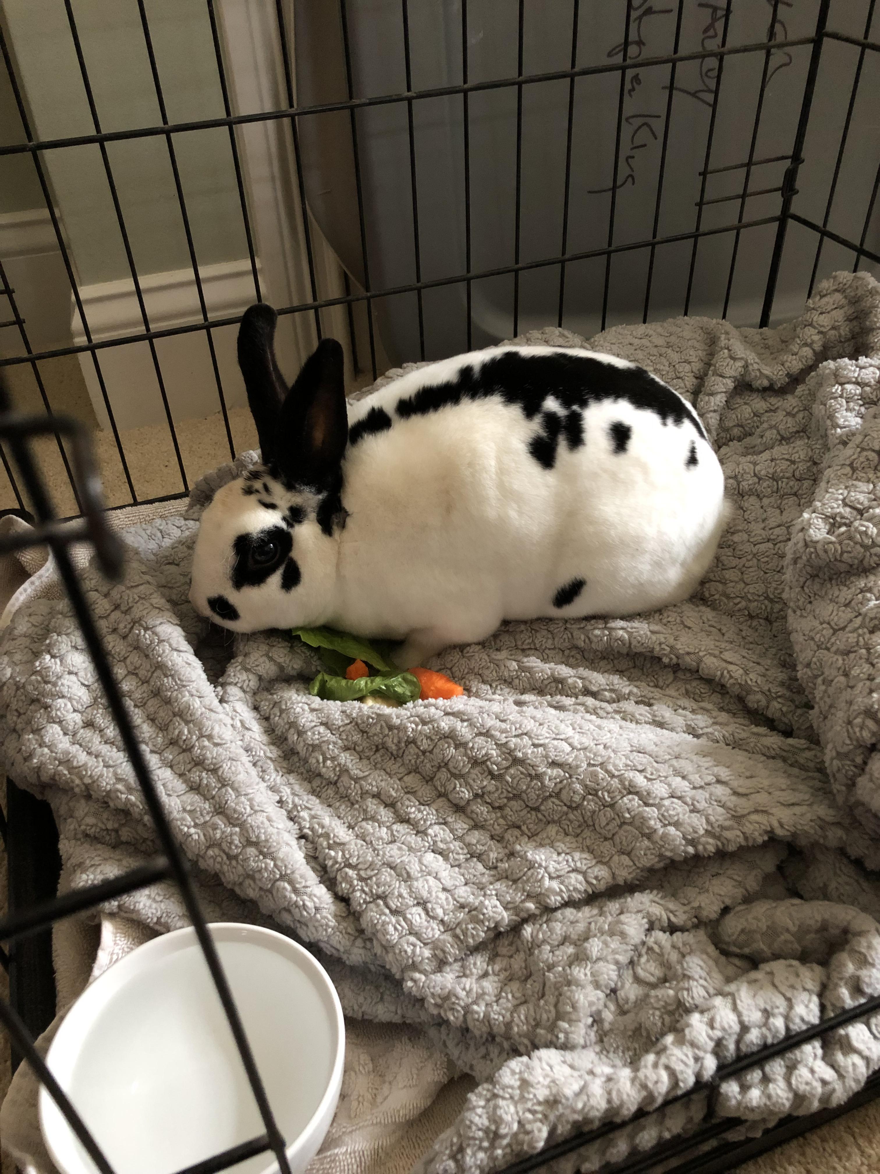 Found bunny in Pennsylvania r/Rabbits