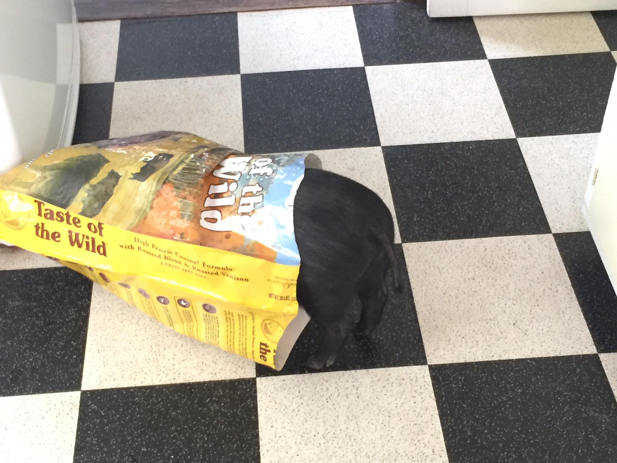 Larry likes to lick the crumbs off the empty dog food bags. He really