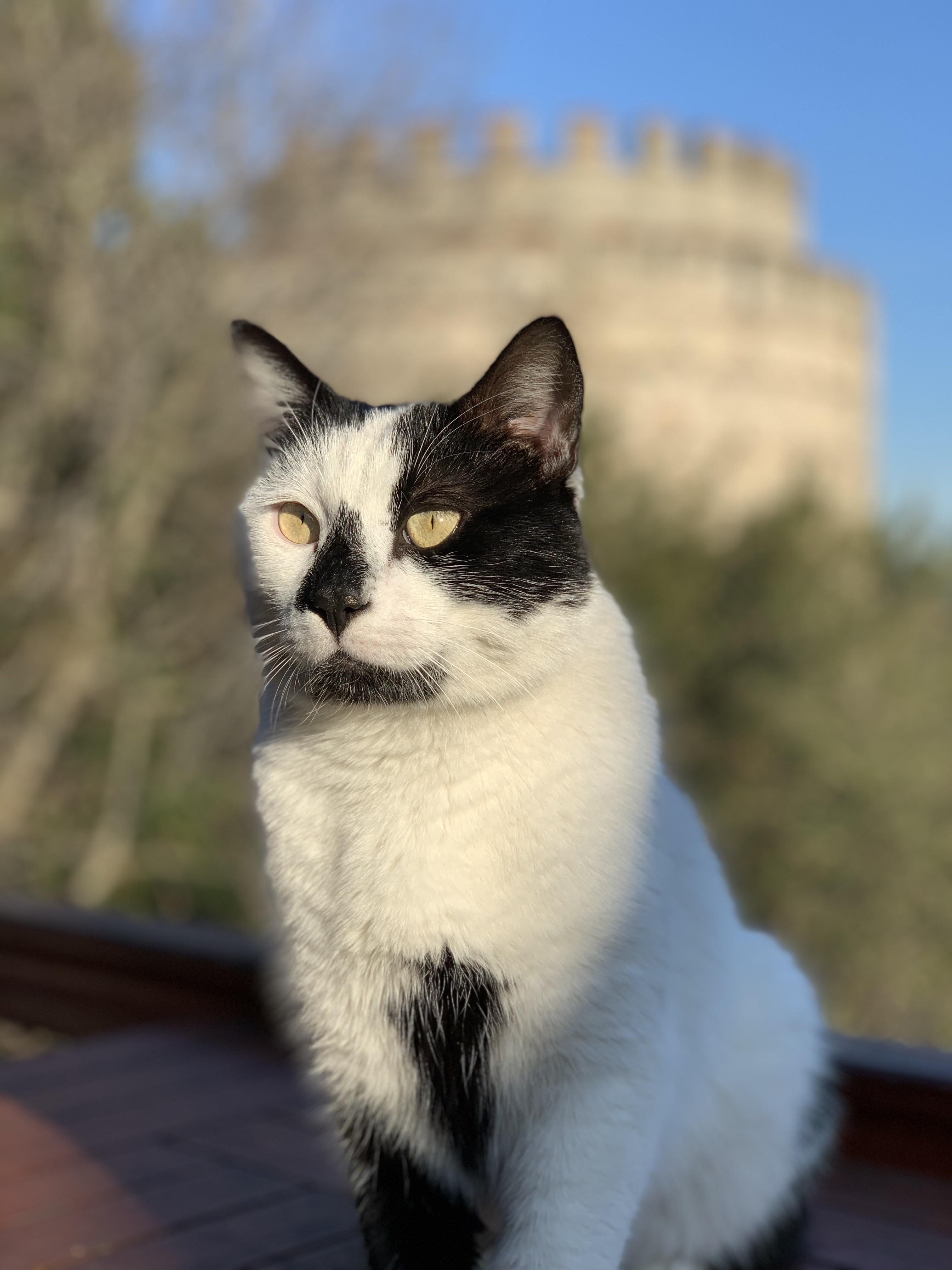 342 best Kedi images on Pholder KGBTR, Turkey and Turkish Cats