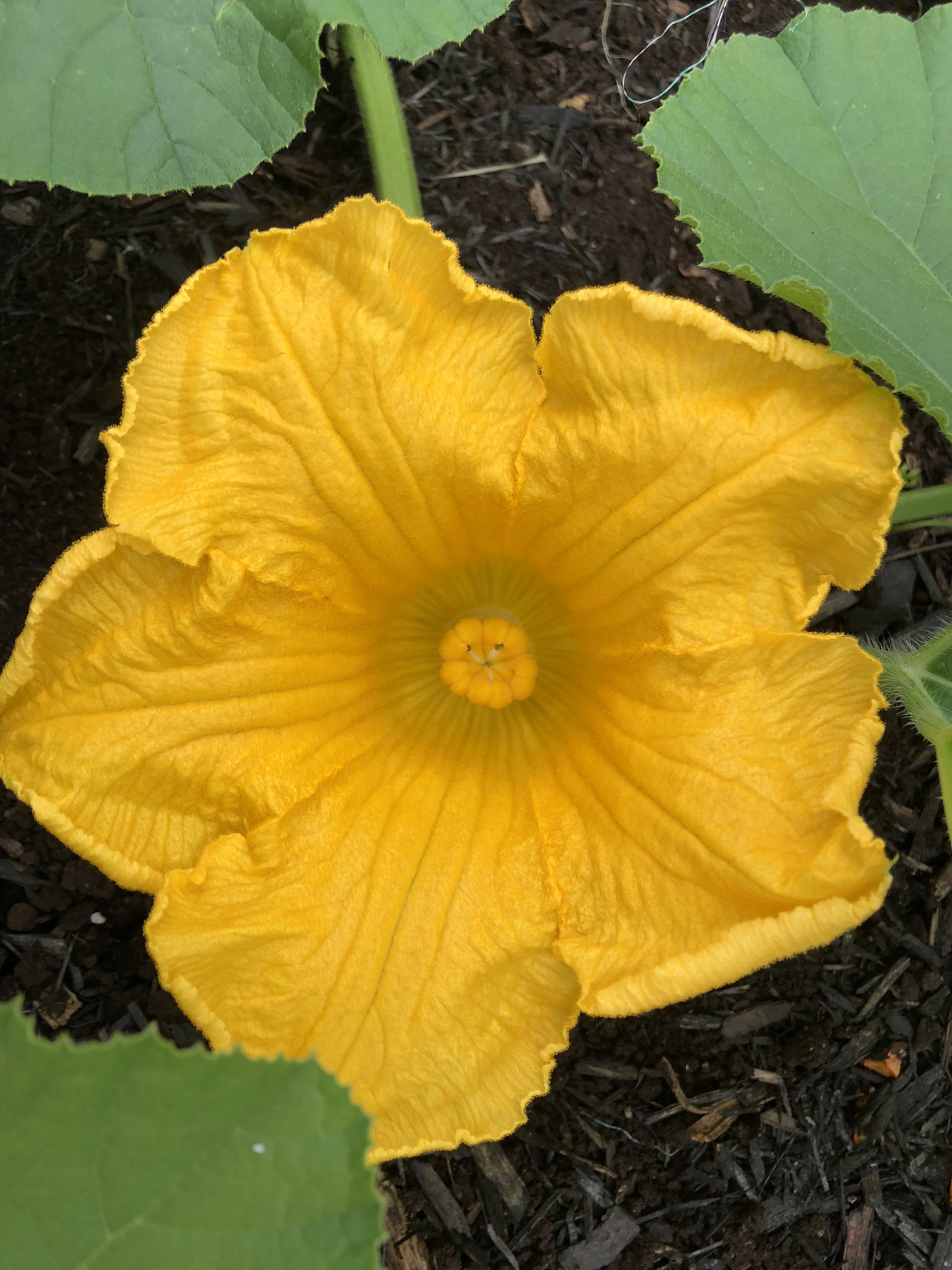 The pumpkin flowers are popping in my garden this morning! I thought this one was quite lovely