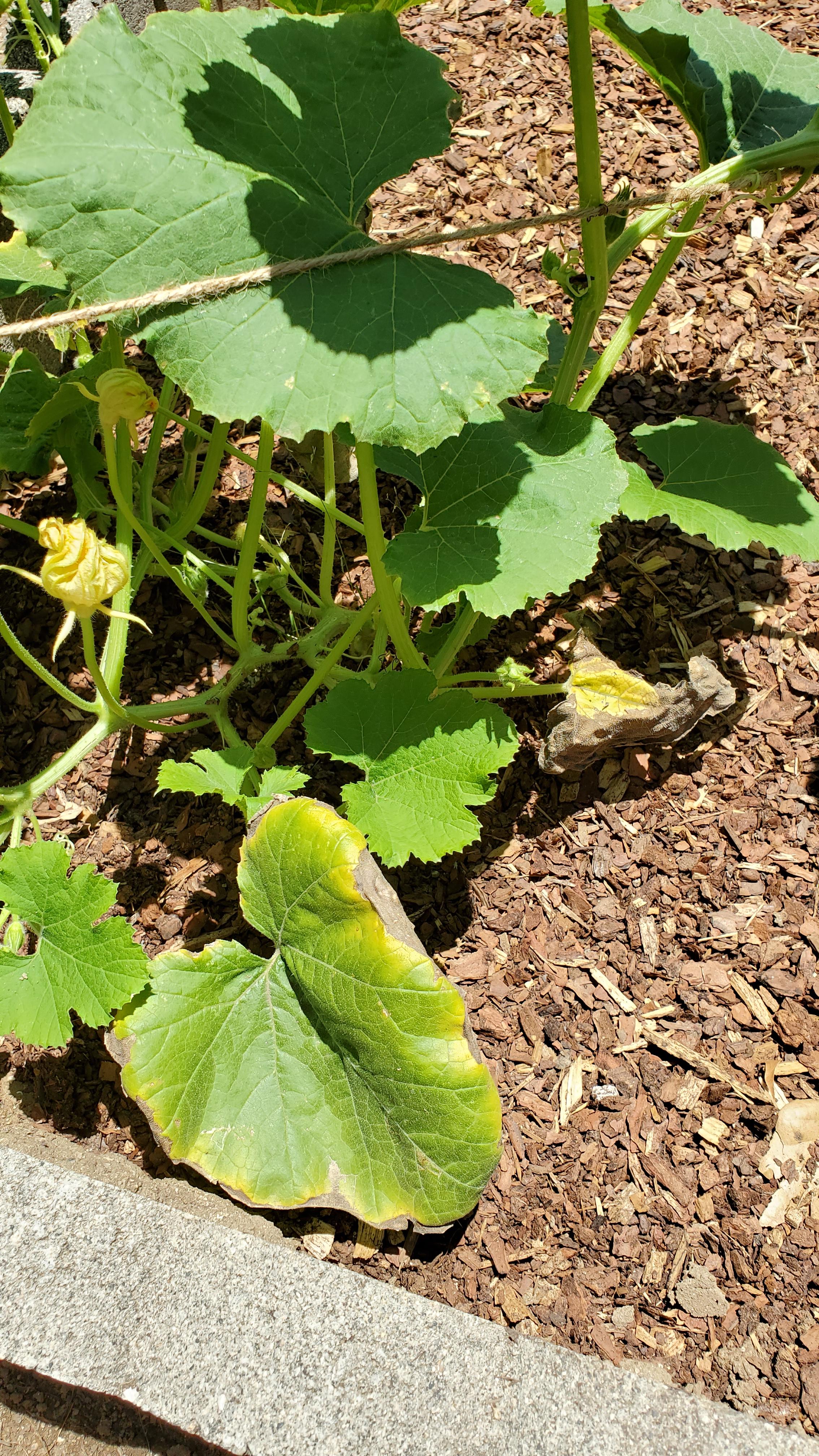 Should I be worried a few leaves are dying off? Also, blossoms are