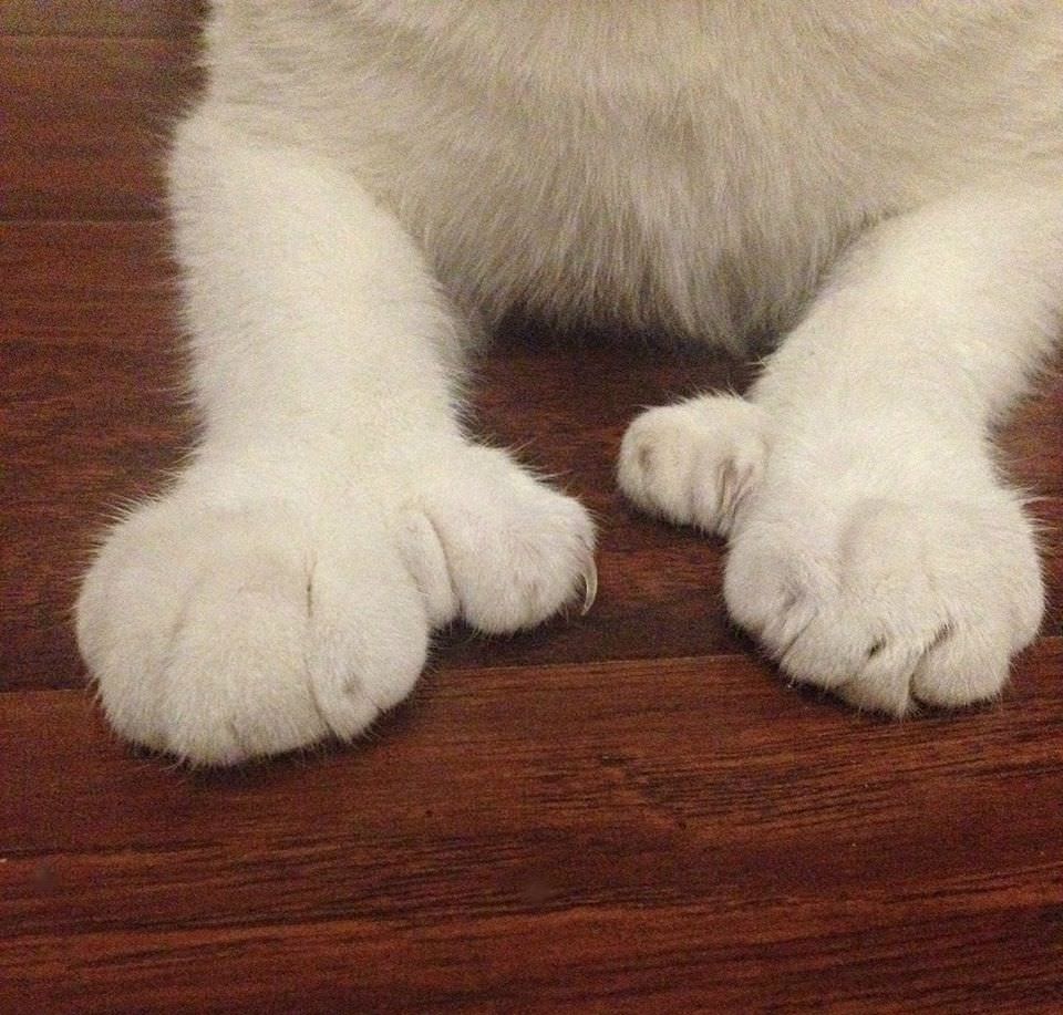 The cat I adopted has a few extra toes.. r/oddlyweird