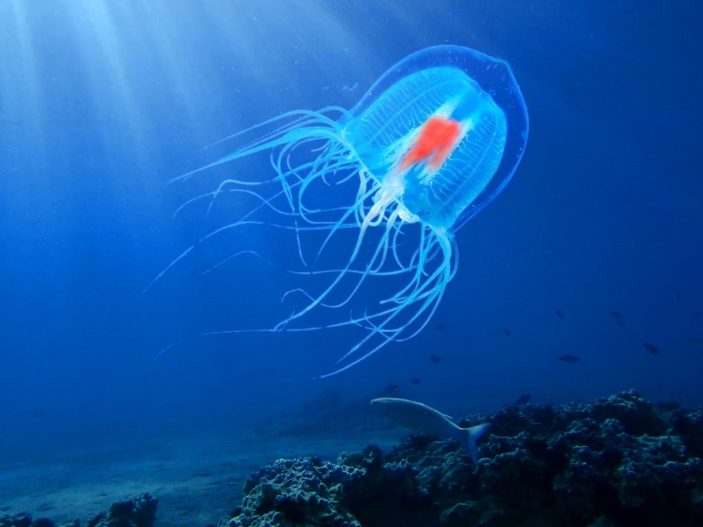 The immortal jellyfish (Turritopsis dohrnii) is considered the only