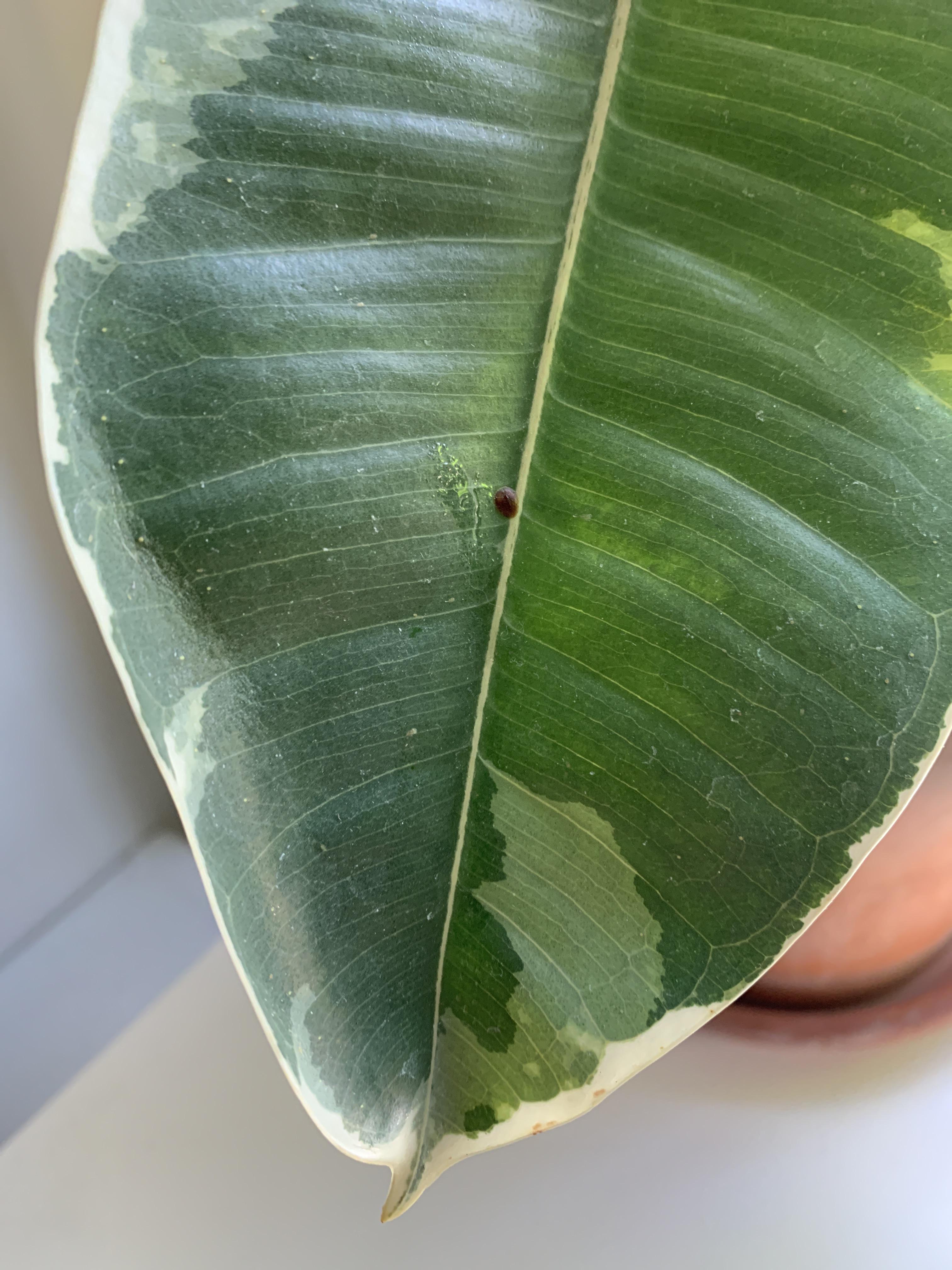 Help! Brown dots on rubber tree leaves (care details in comments) r
